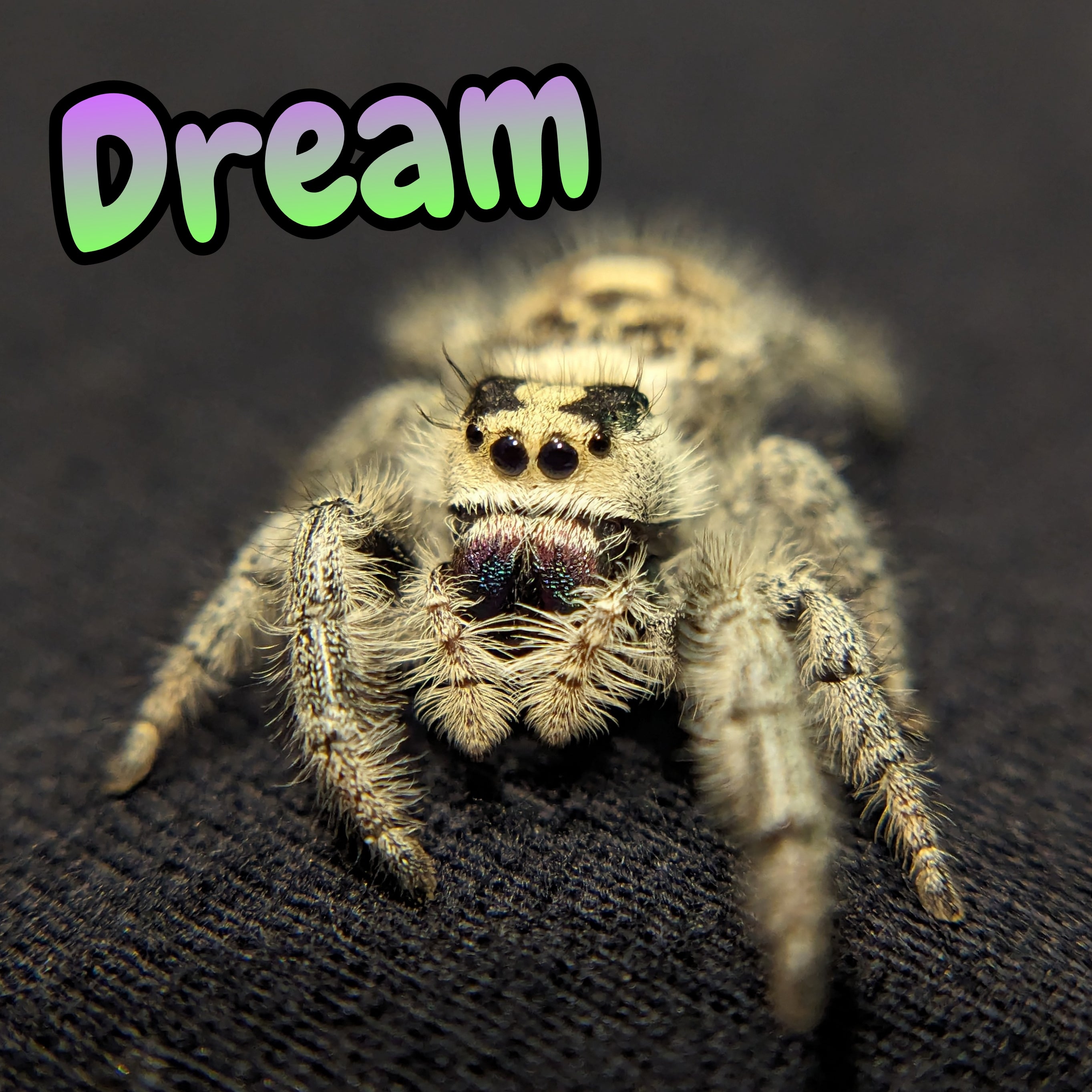 Regal Jumping Spider "Dream" (Purple/Green Chels)