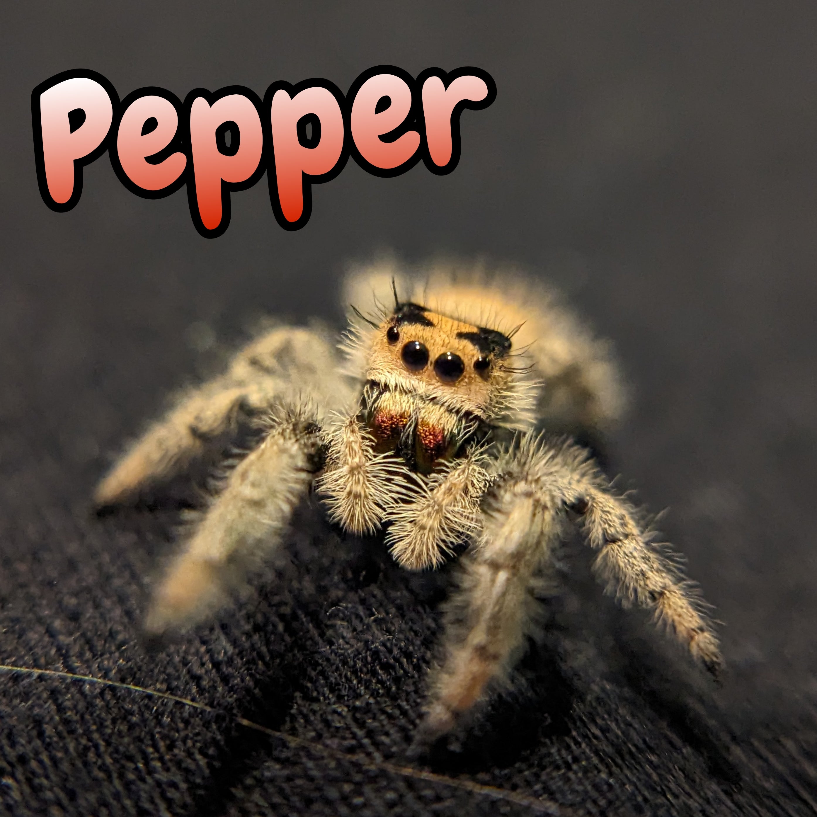 Regal Jumping Spider "Pepper"