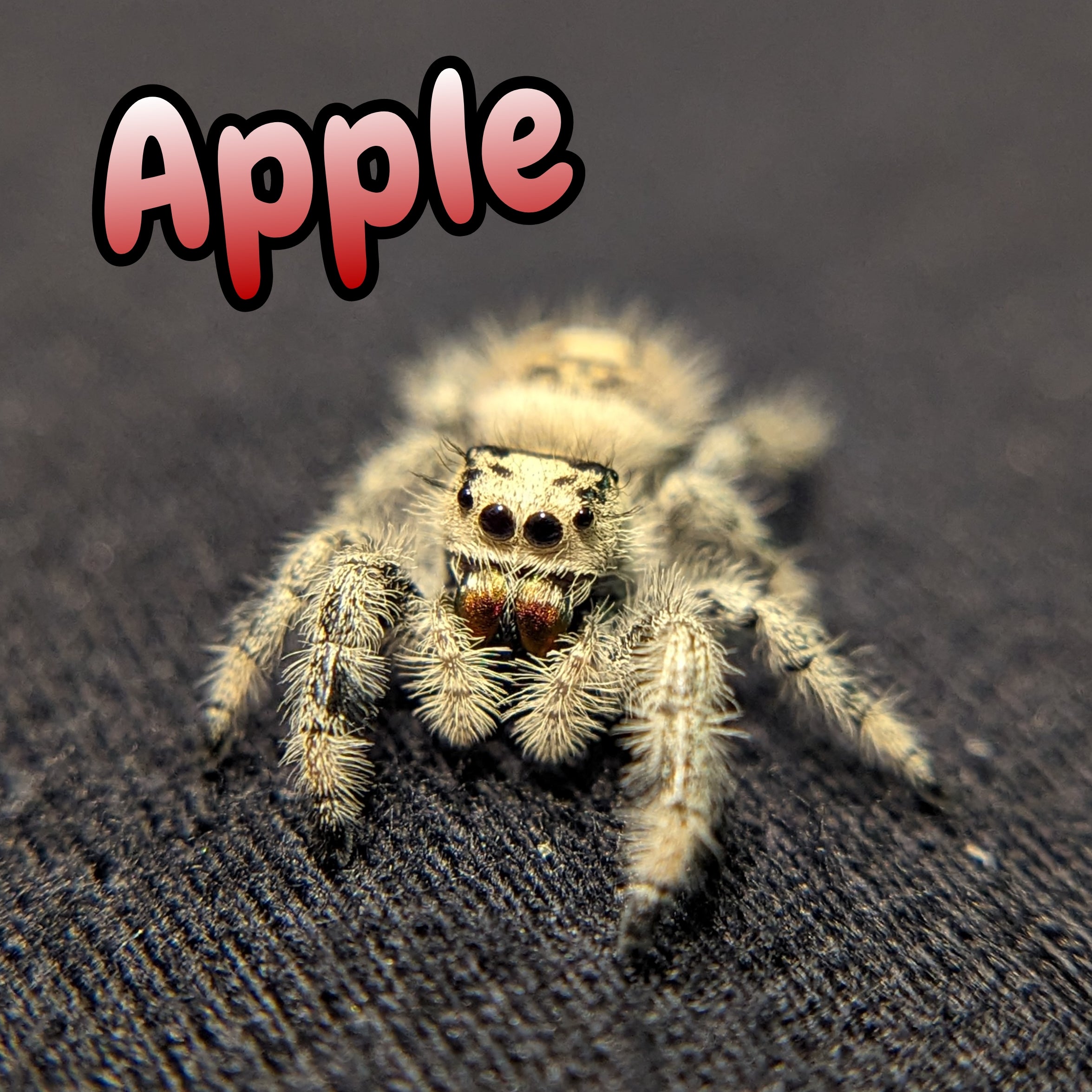Regal Jumping Spider "Apple"