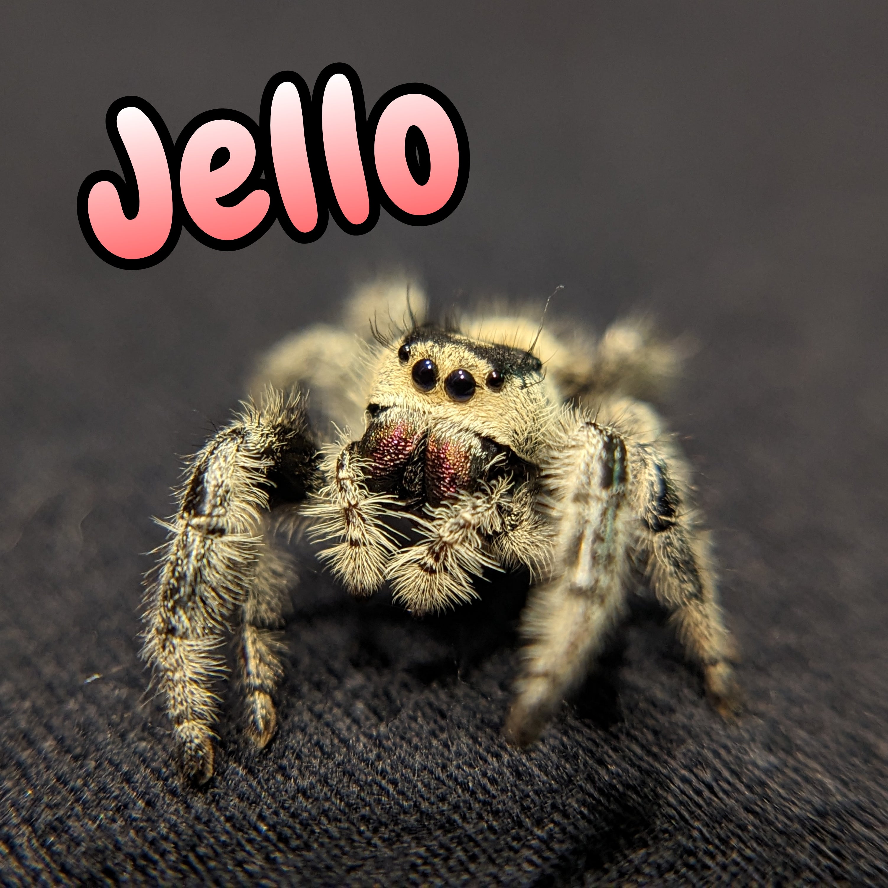 Regal Jumping Spider "Jello"