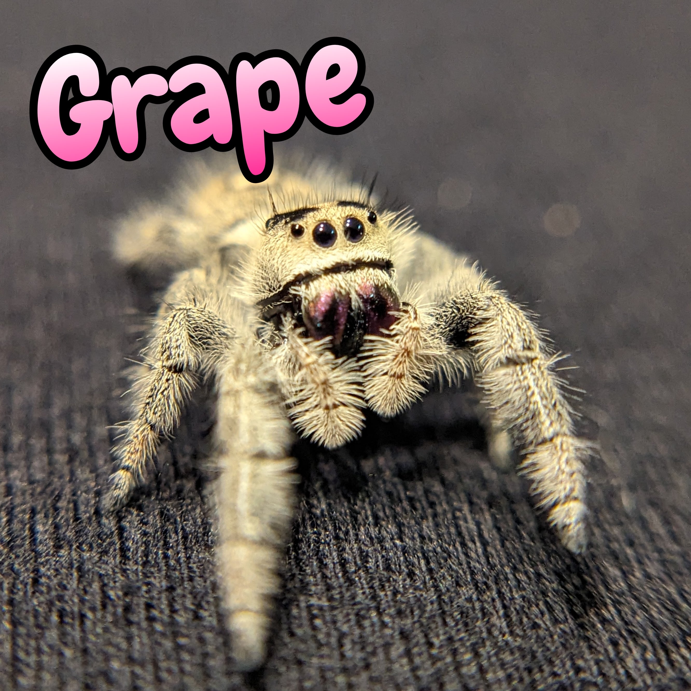 Regal Jumping Spider "Grape" (Purple Chels)