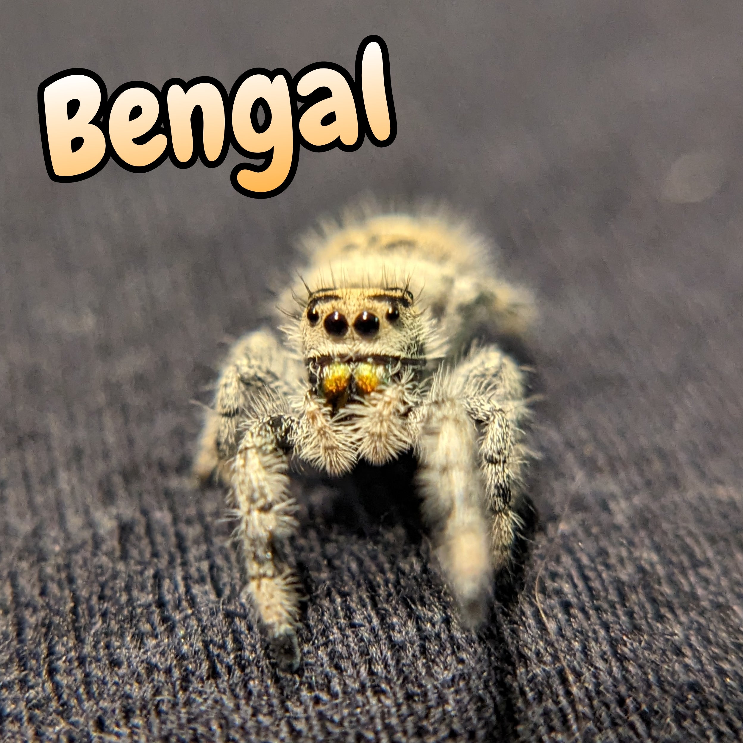 Regal Jumping Spider "Bengal"