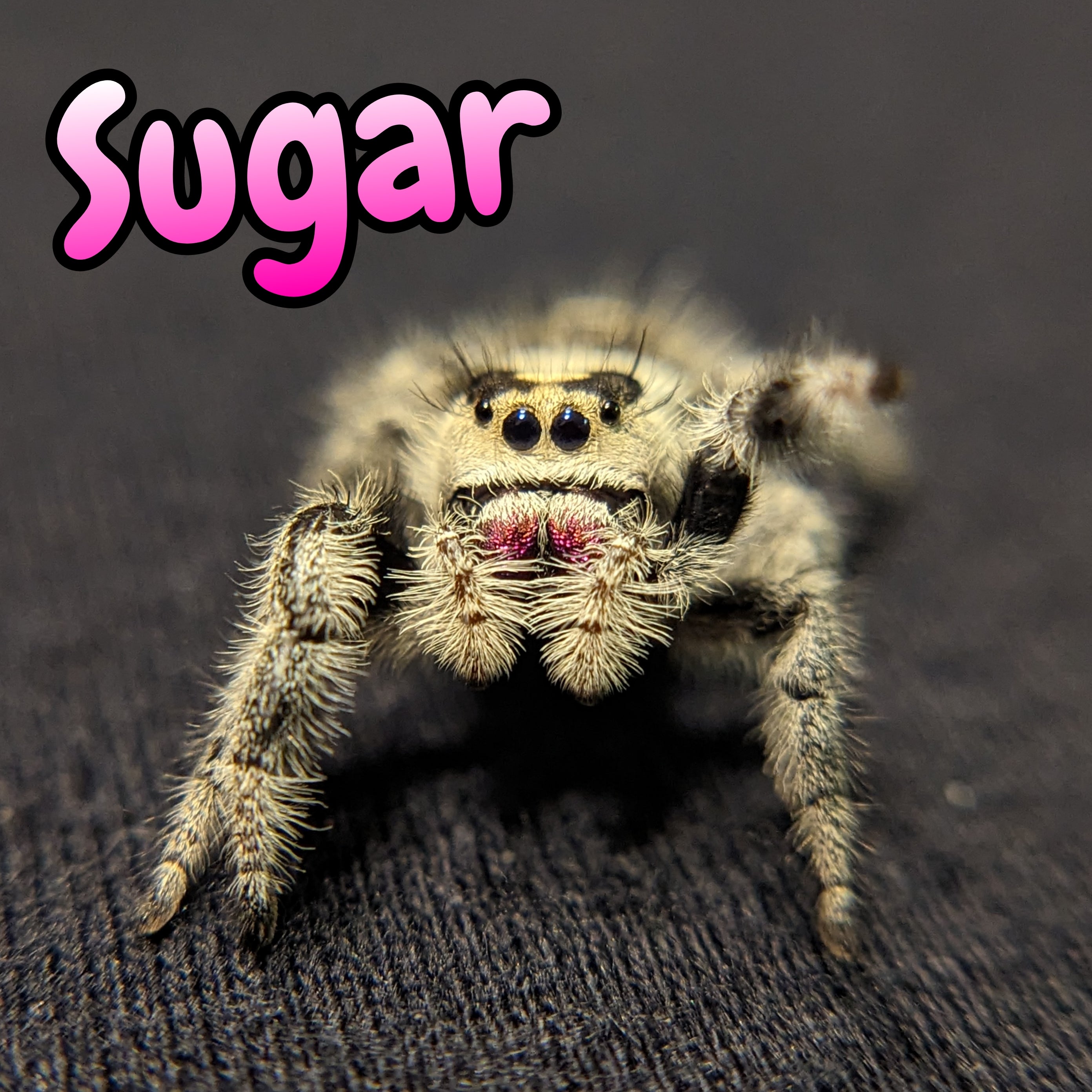Regal Jumping Spider "Sugar"