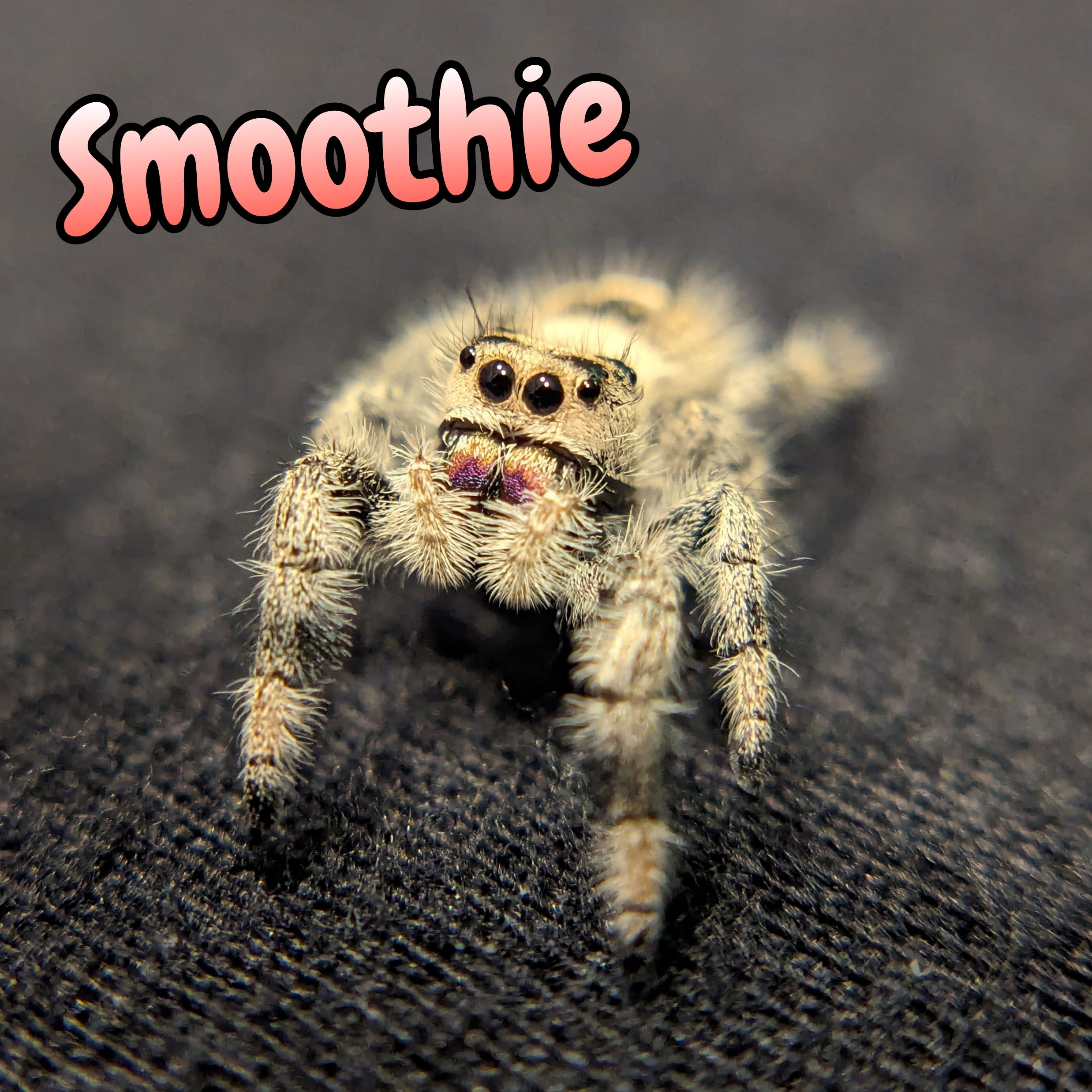 Regal Jumping Spider "Smoothie"