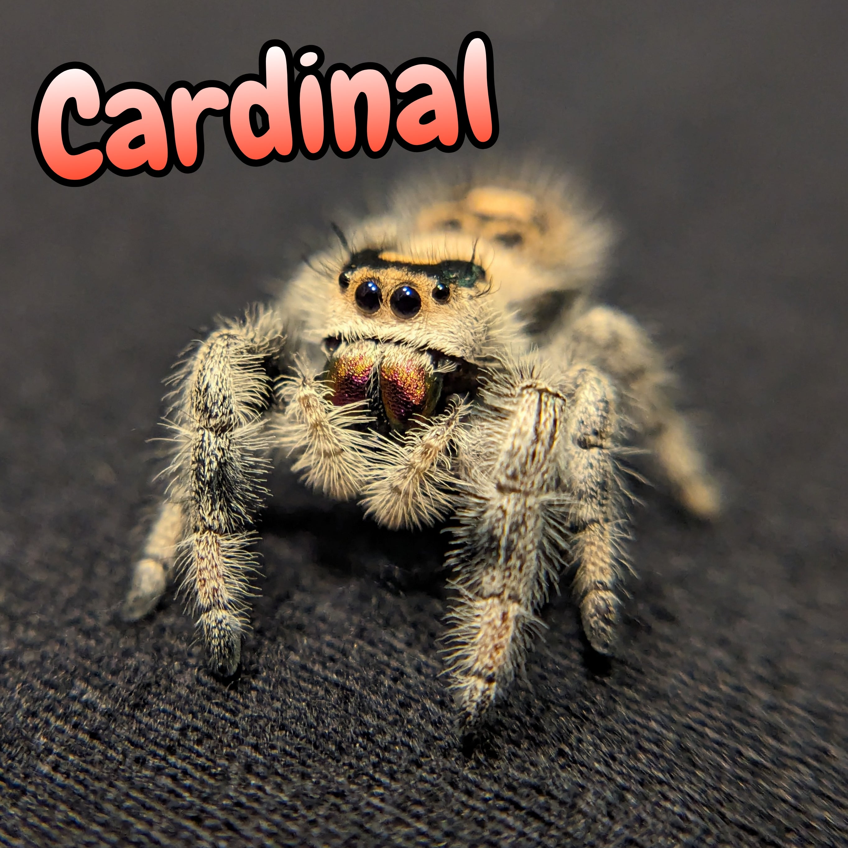 Apalachicola Regal Jumping Spider "Cardinal"