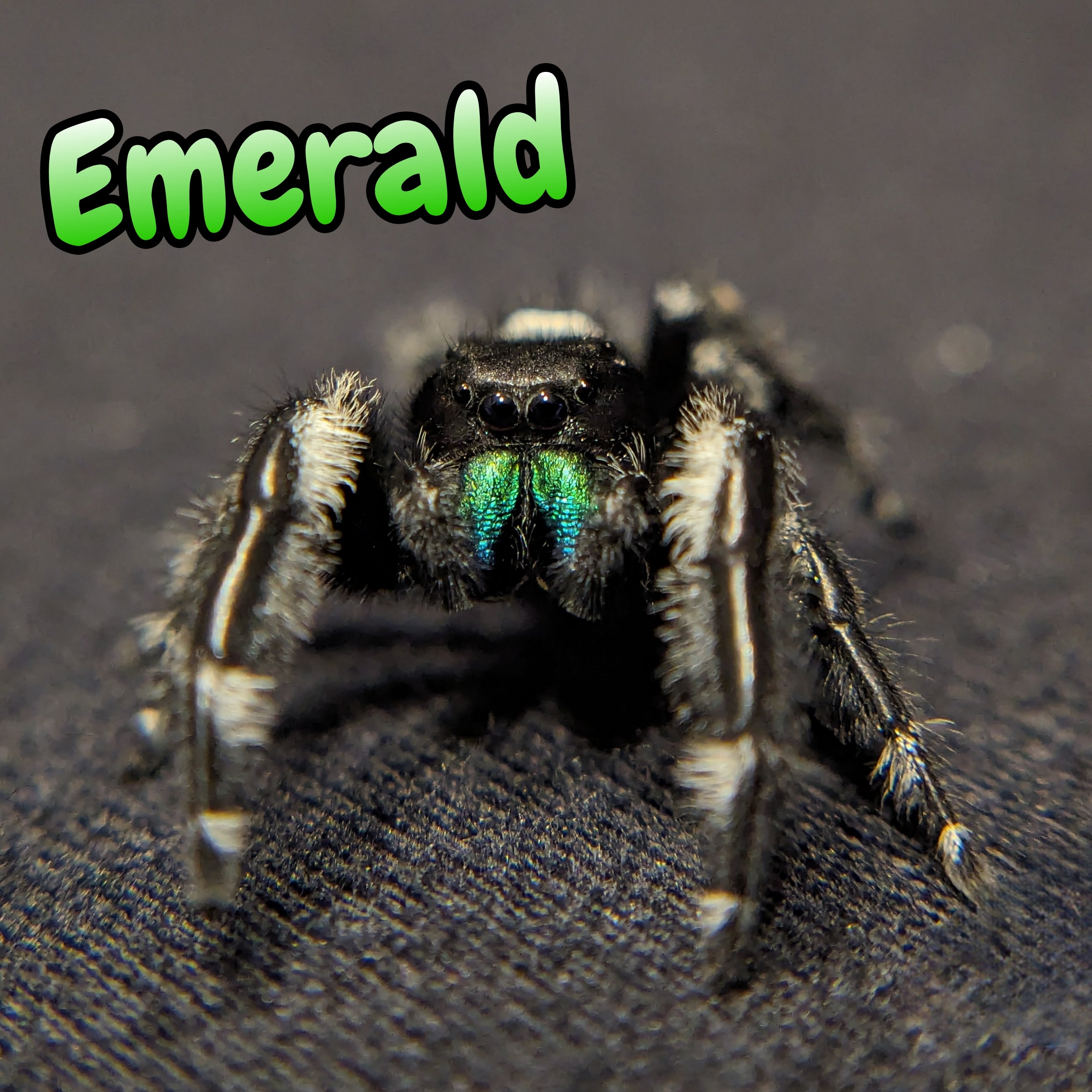 Jumping spider for sale, emerald, spider, salticidae