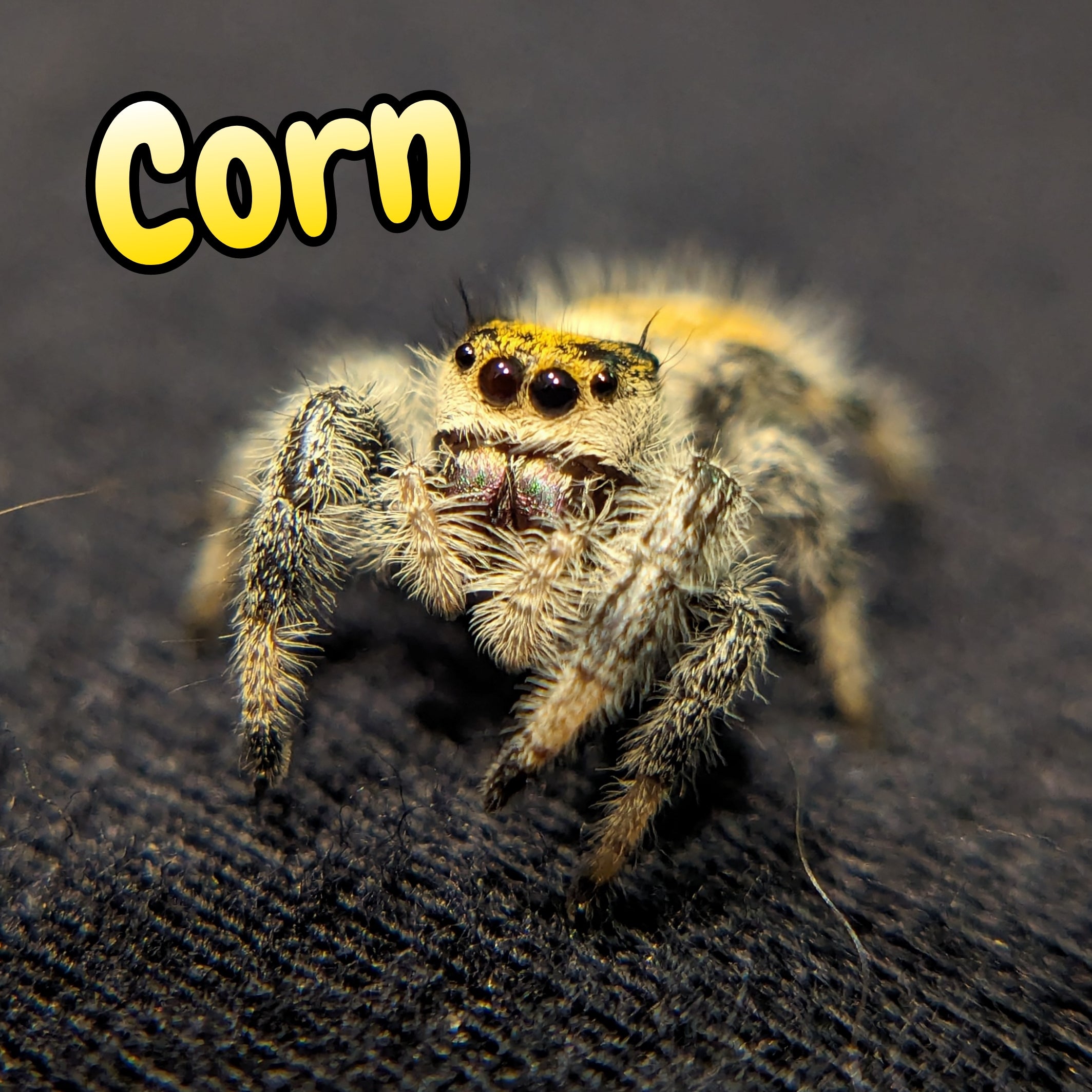 Regal Jumping Spider "Corn"