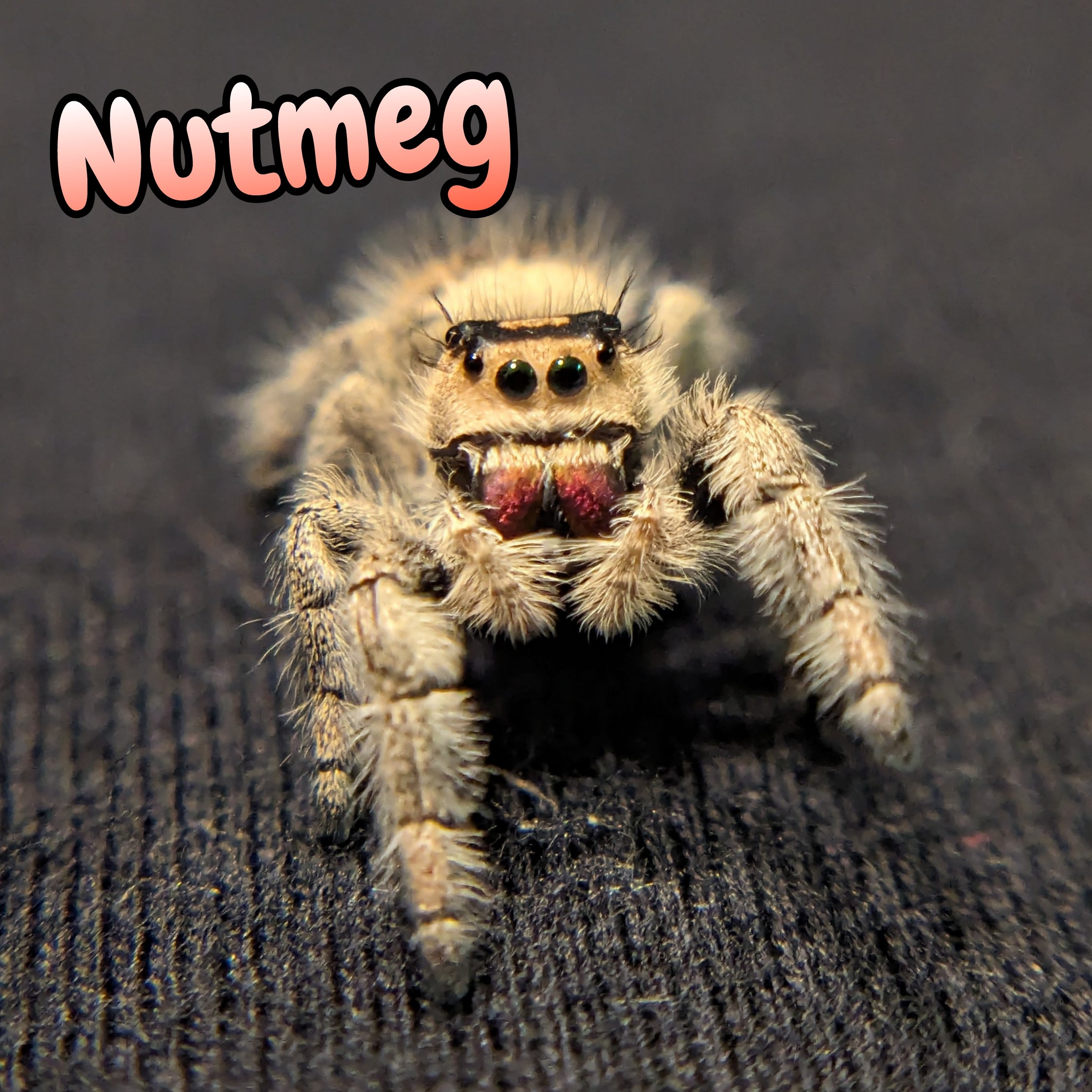 Regal Jumping Spider "Nutmeg"