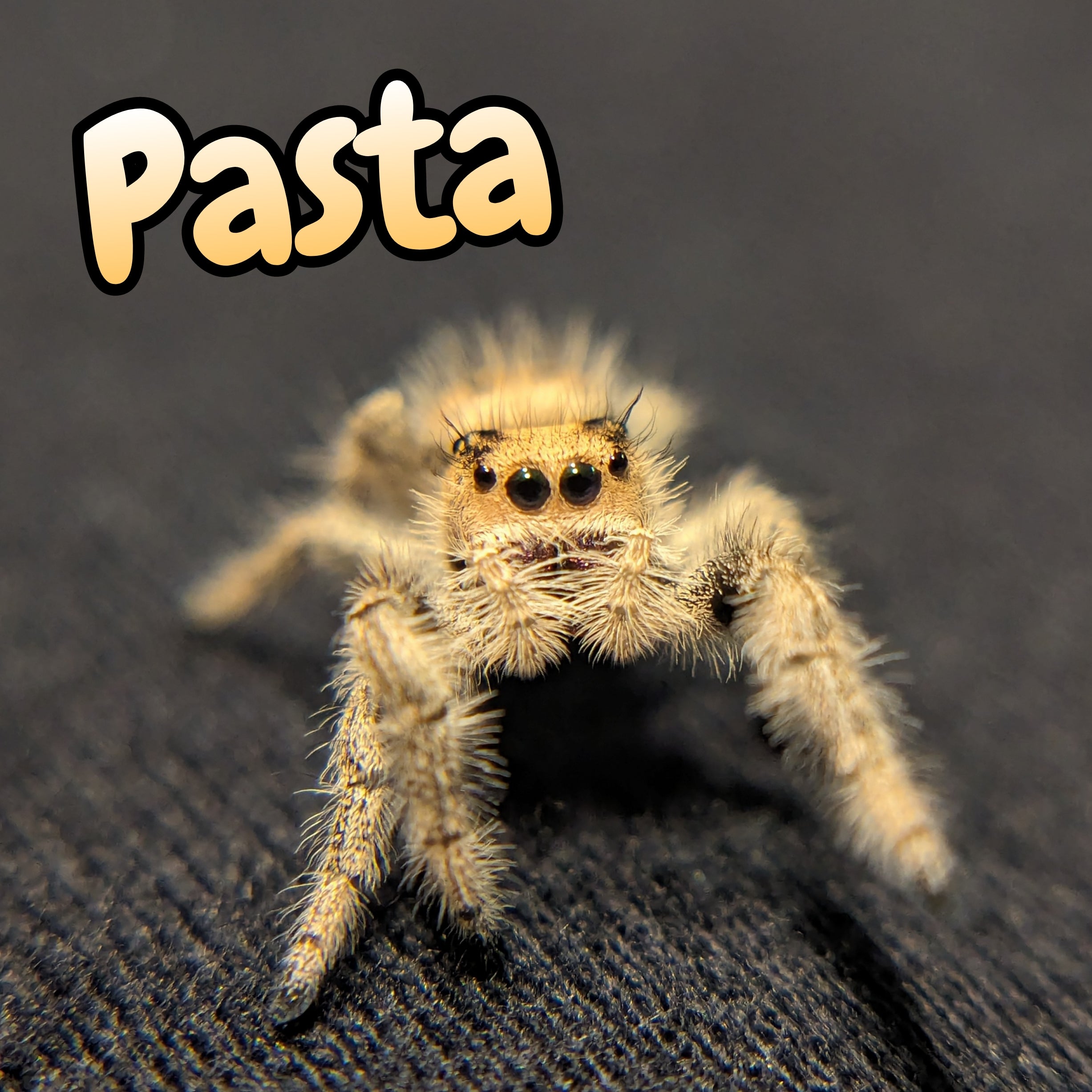 Regal Jumping Spider "Pasta"