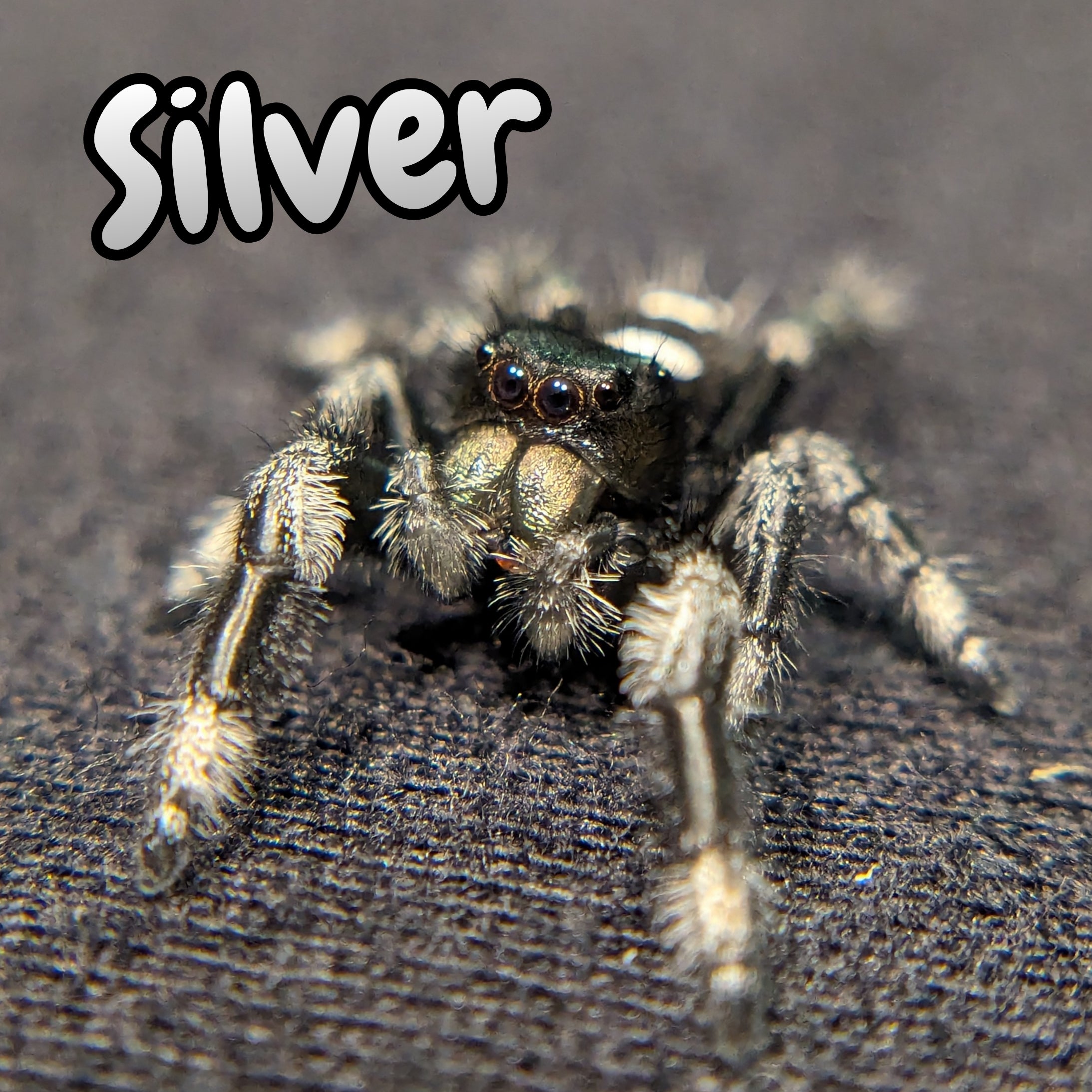 Regal Jumping Spider "Silver" (Rare)