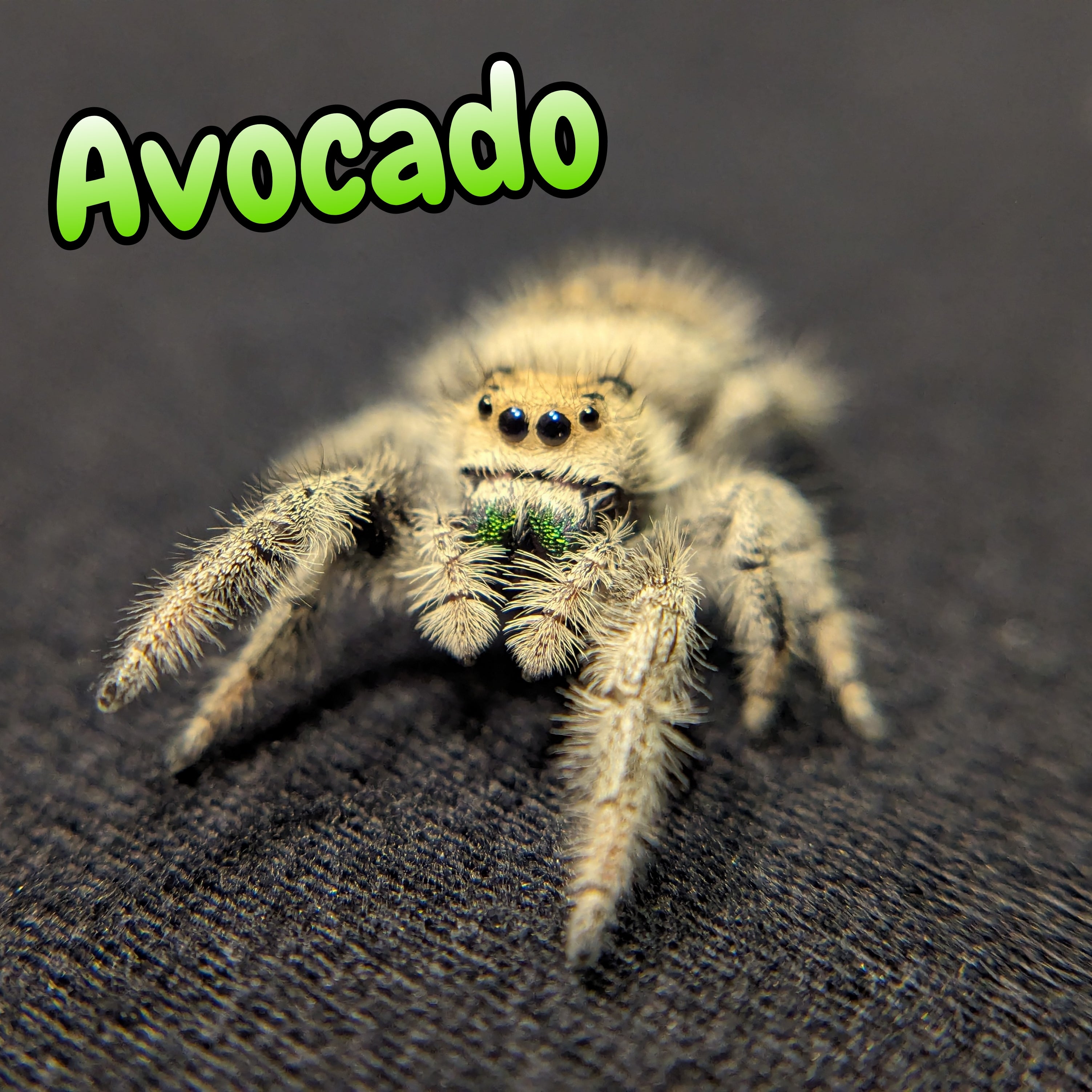 Regal Jumping Spider "Avocado"