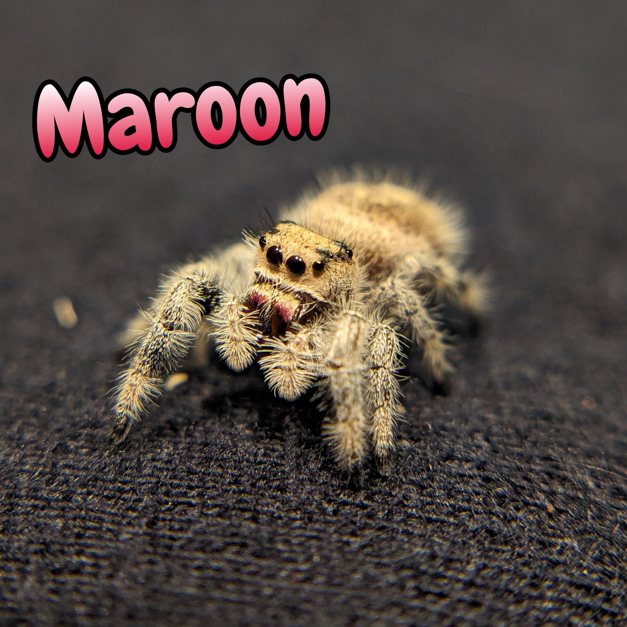Regal Jumping Spider "Maroon"