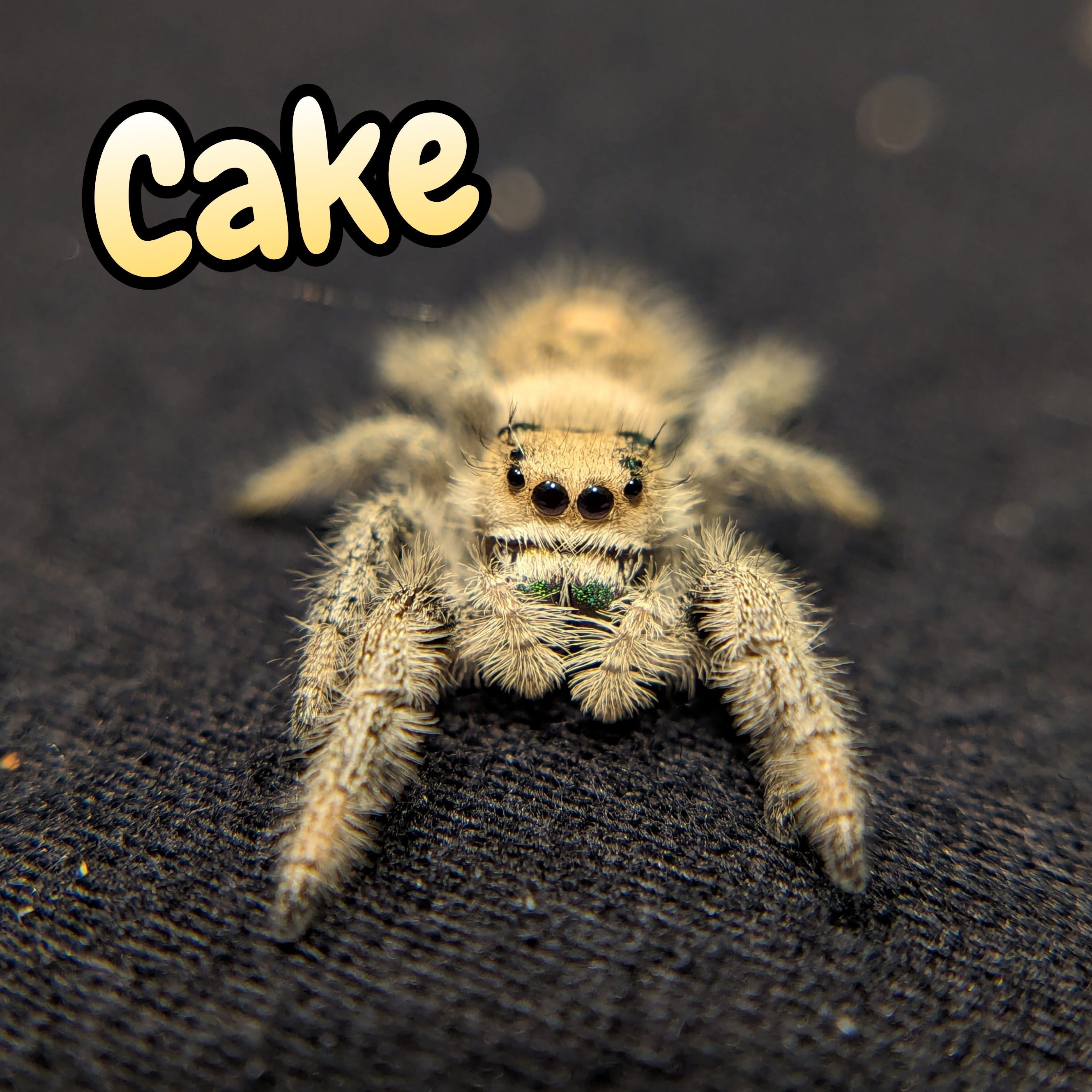 Regal Jumping Spider "Cake"