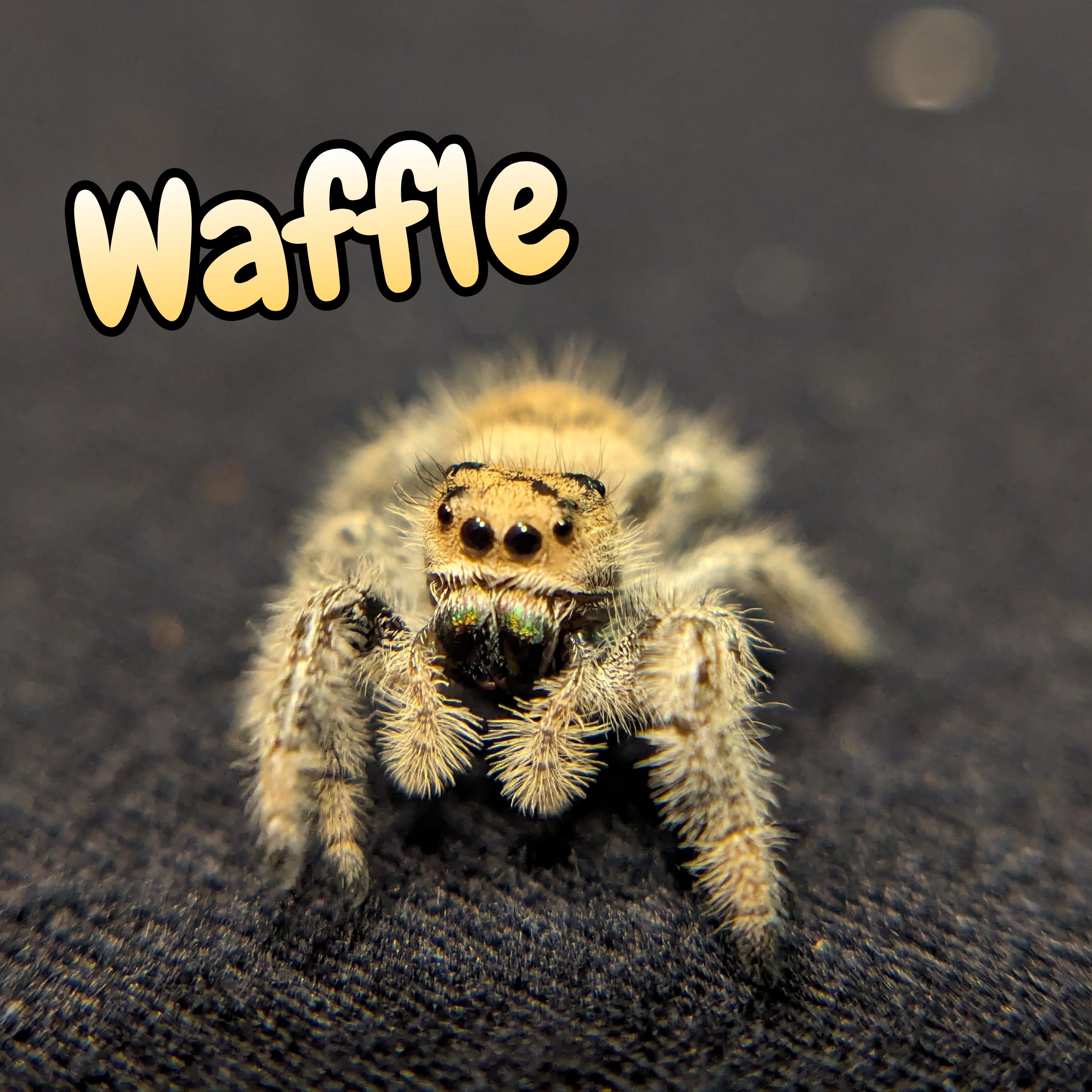 Regal Jumping Spider "Waffle"