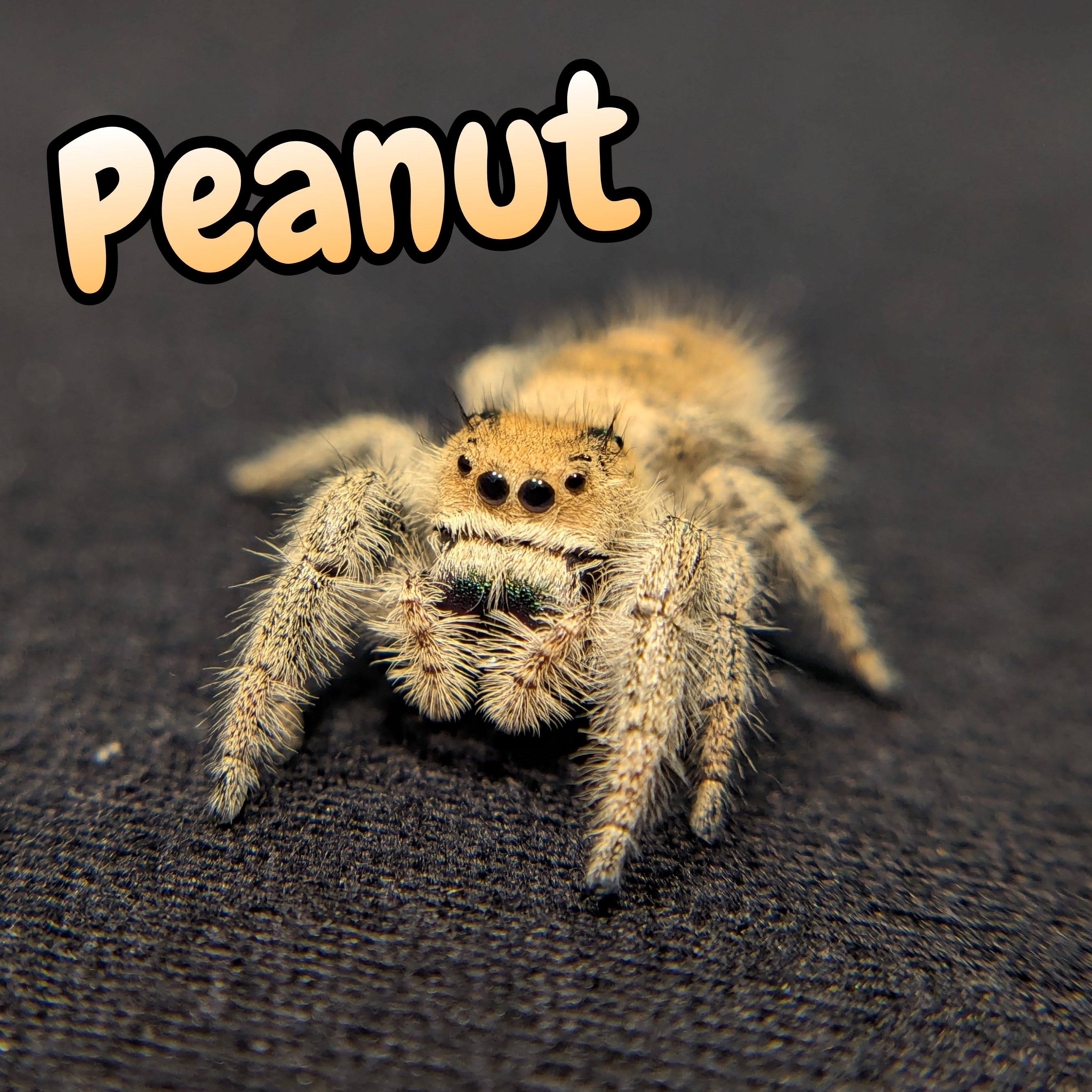 Regal Jumping Spider "Peanut"