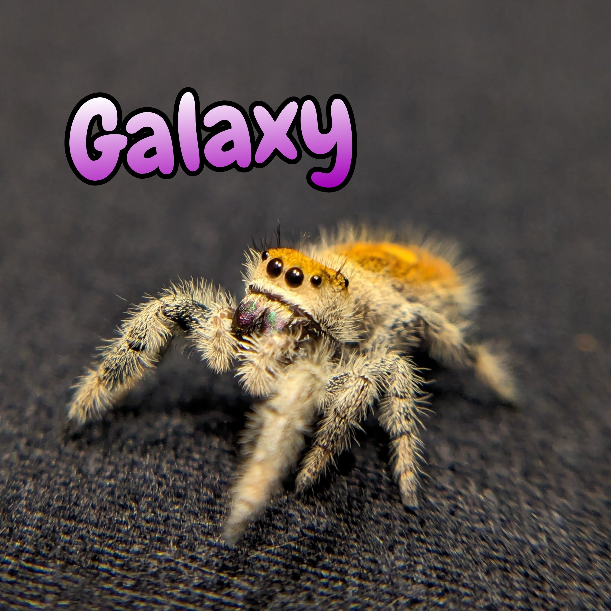 Regal Jumping Spider "Galaxy"