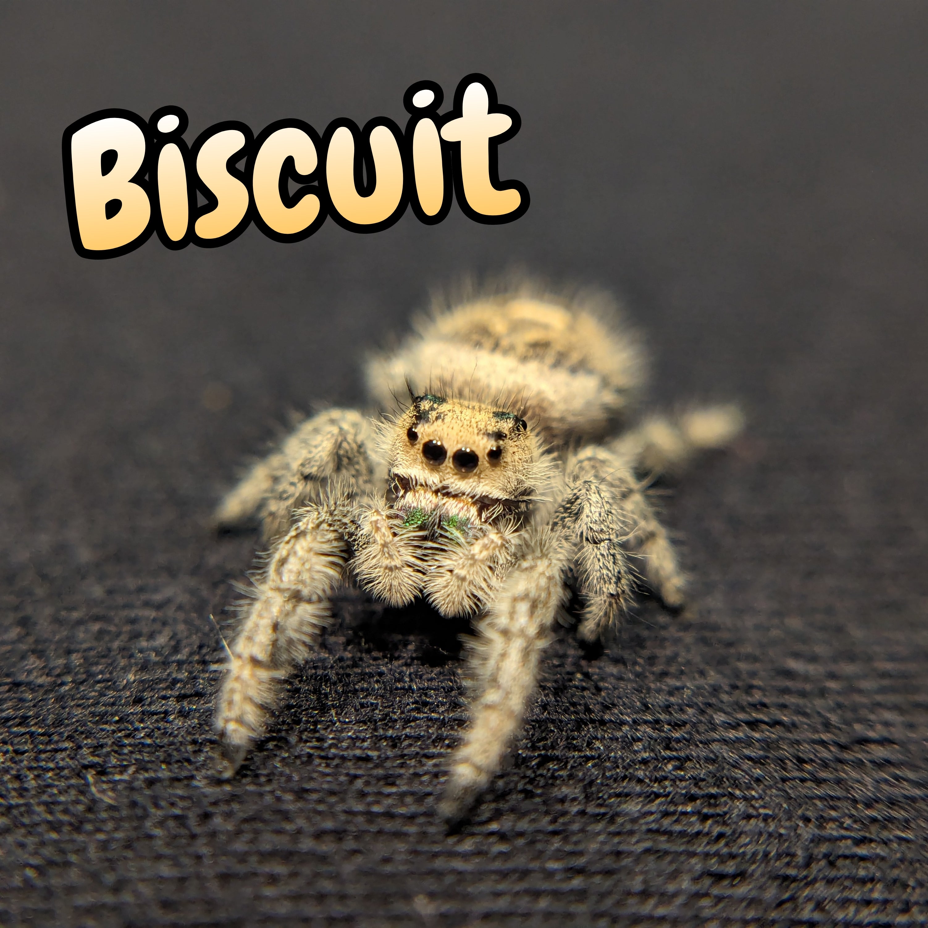 Regal Jumping Spider "Biscuit"