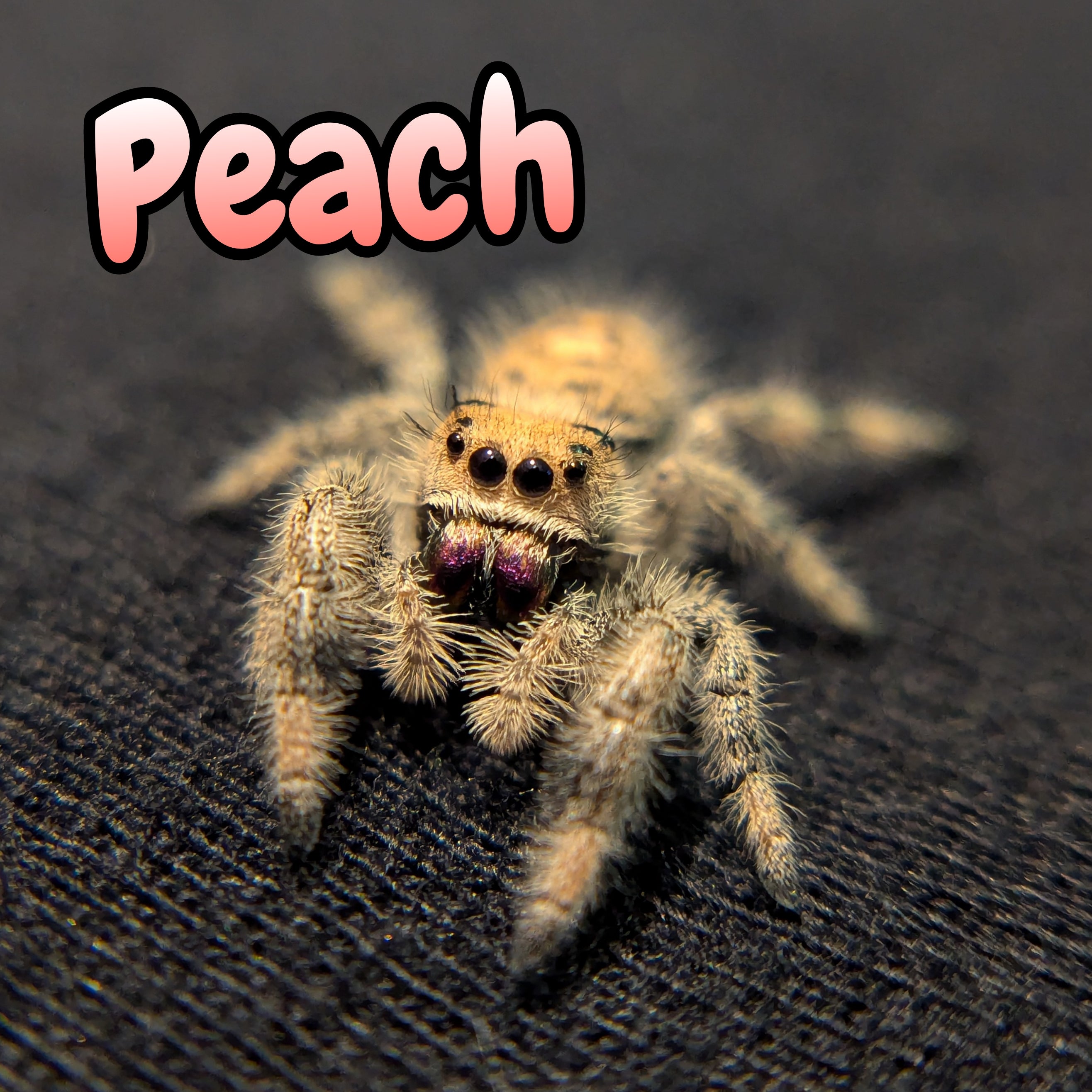 Regal Jumping Spider "Peach"
