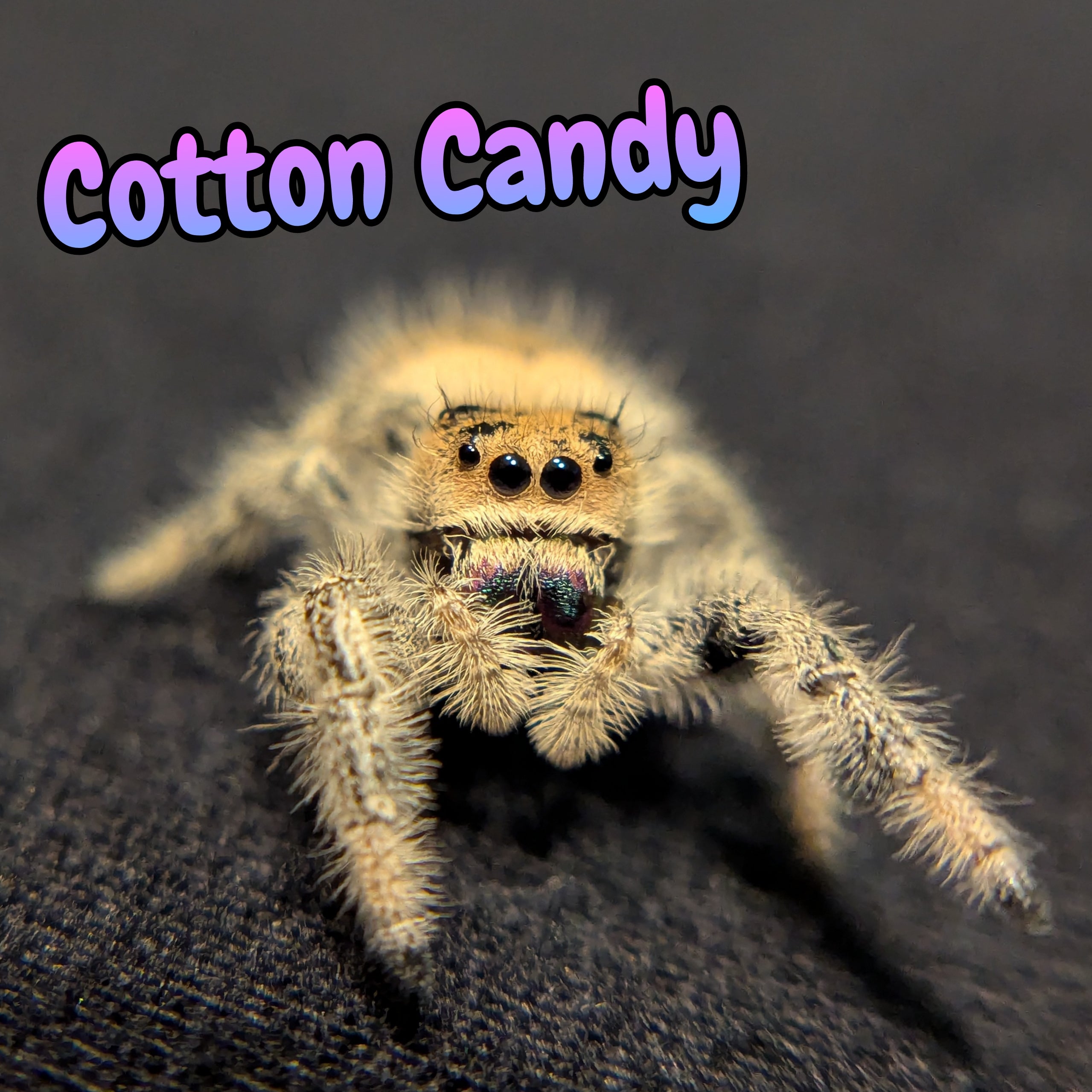 Regal Jumping Spider "Cotton Candy" (Rare)