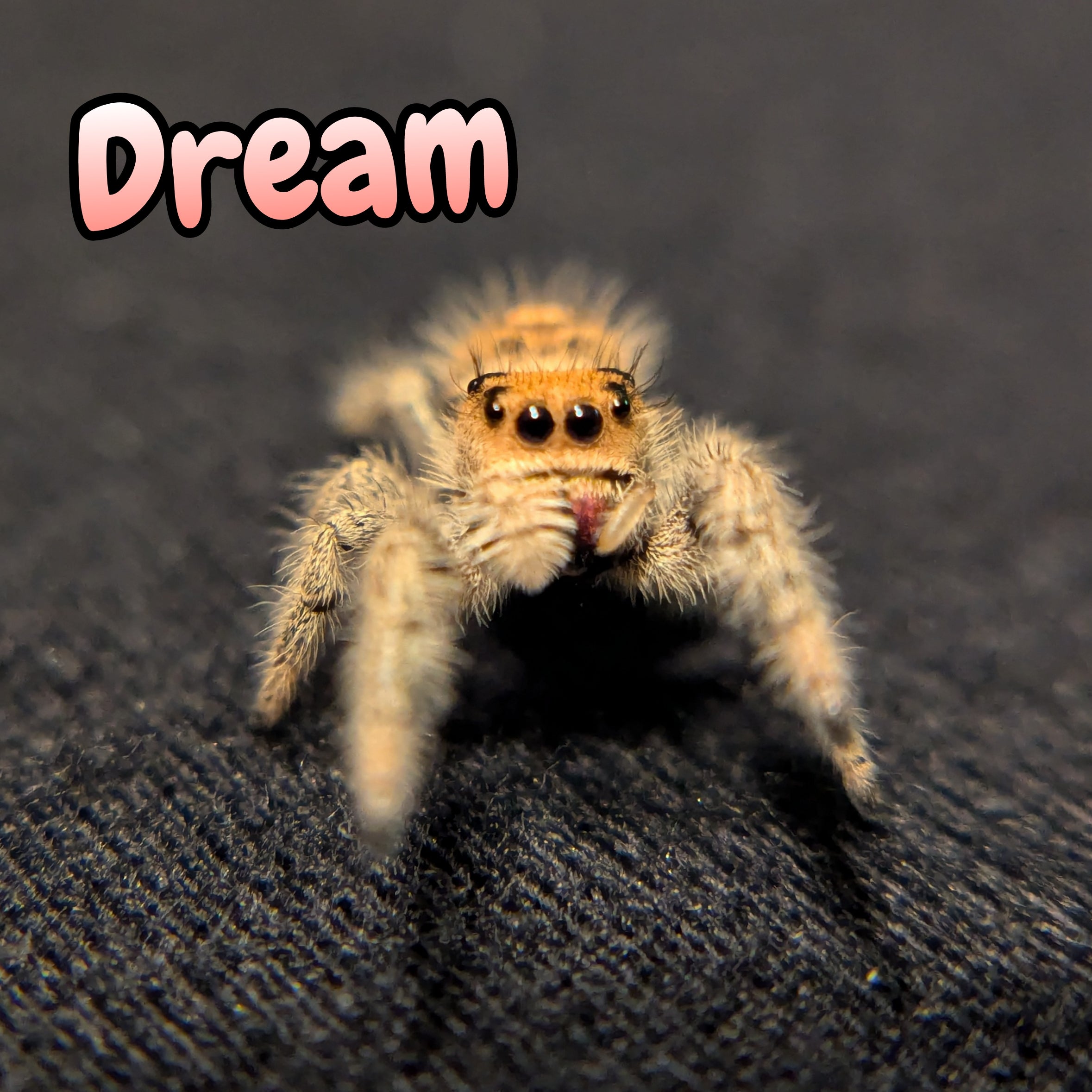 Regal Jumping Spider "Dream"