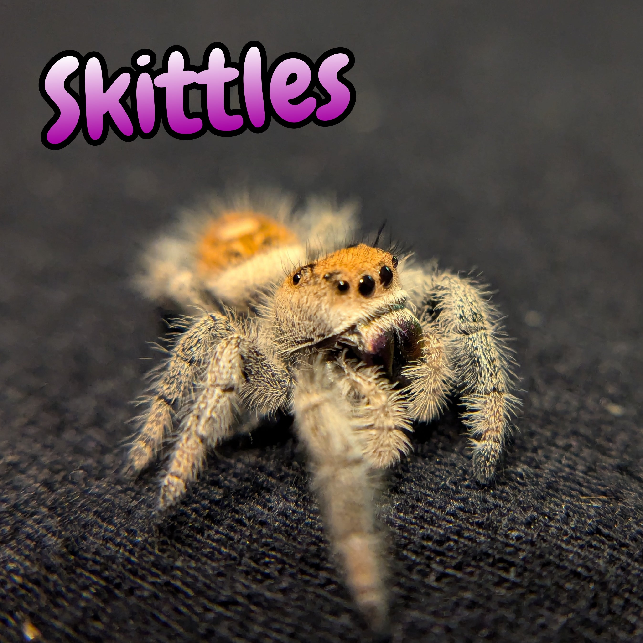 Regal Jumping Spider "Skittles"