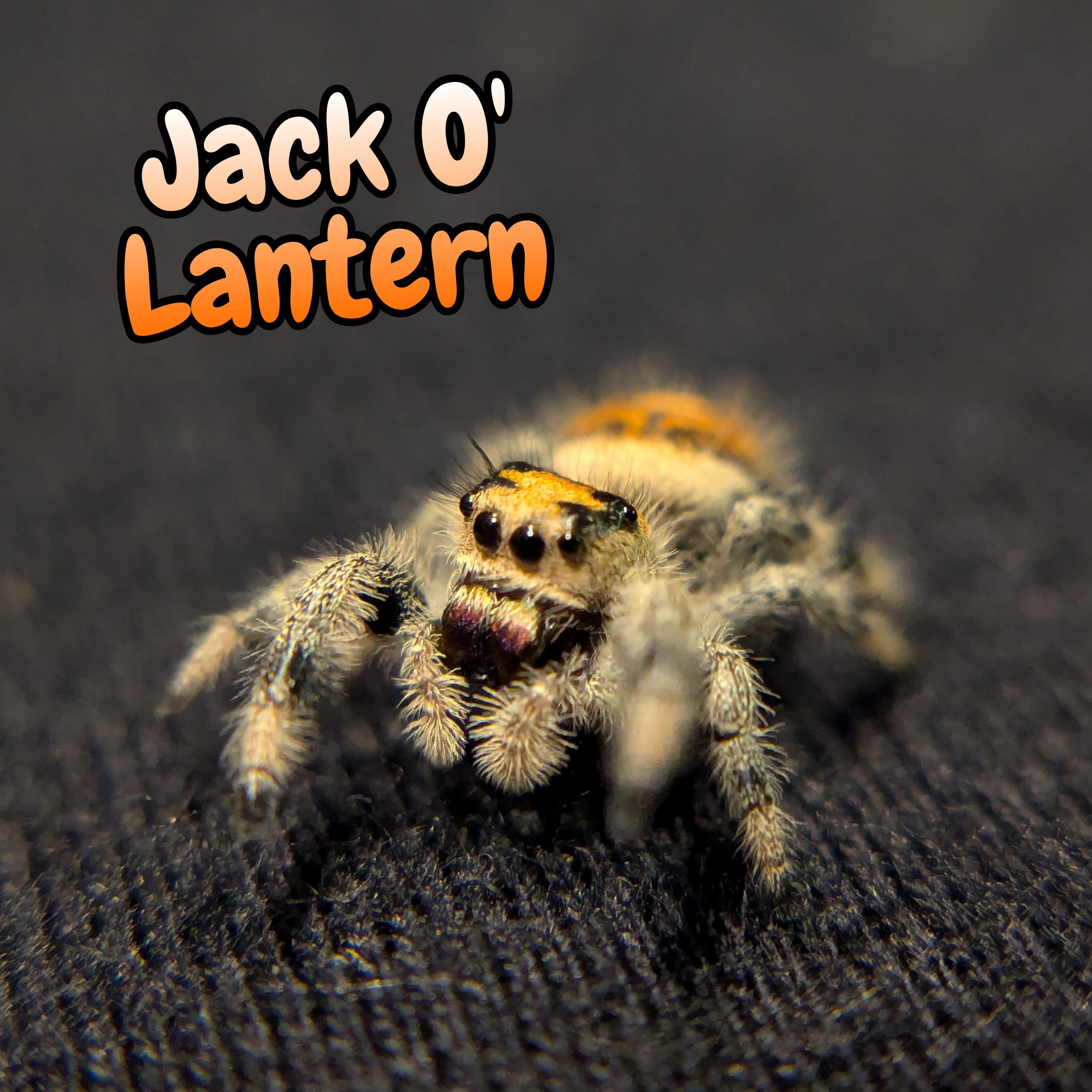Regal Jumping Spider "Jack O' Lantern"