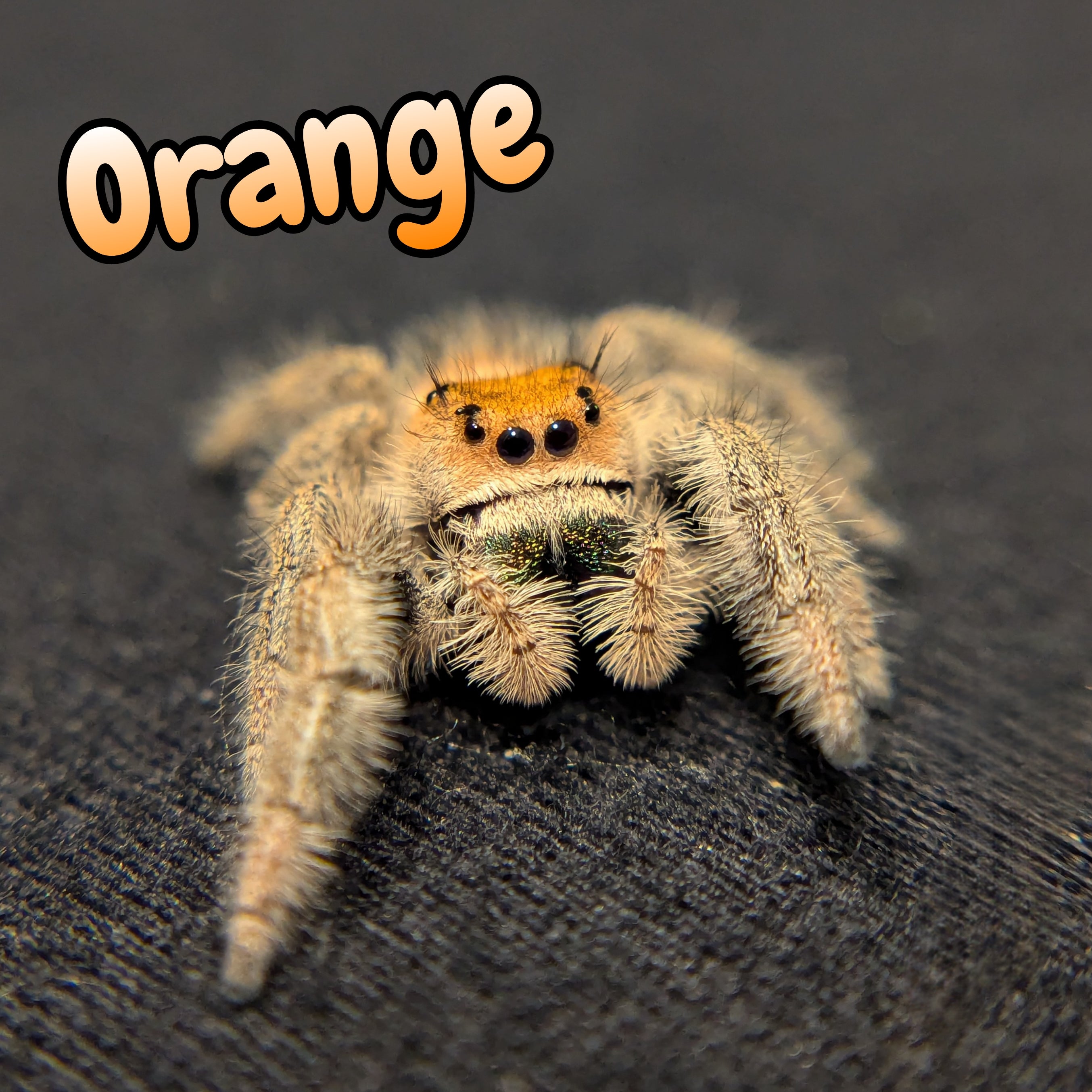 Regal Jumping Spider "Orange"