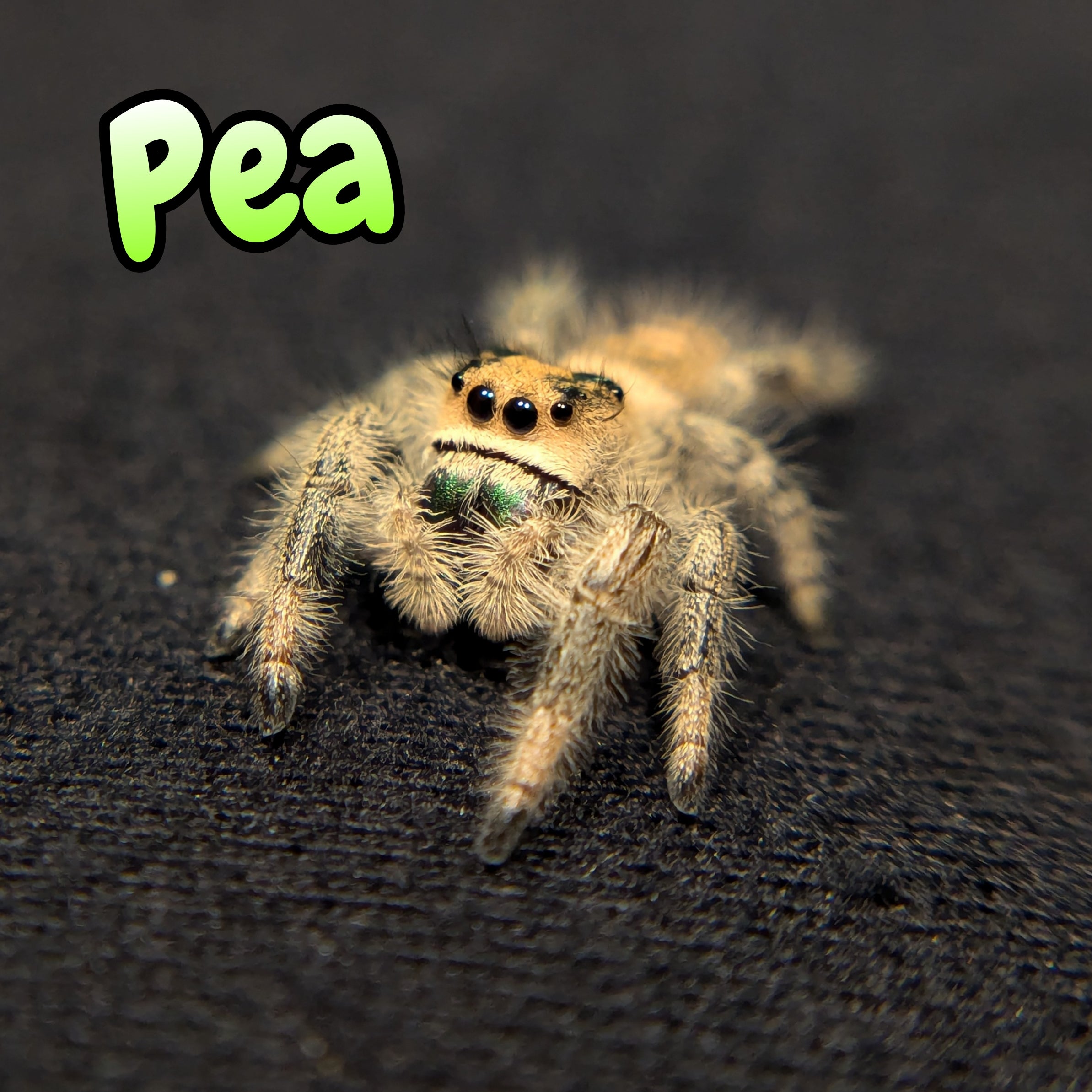 Regal Jumping Spider "Pea"