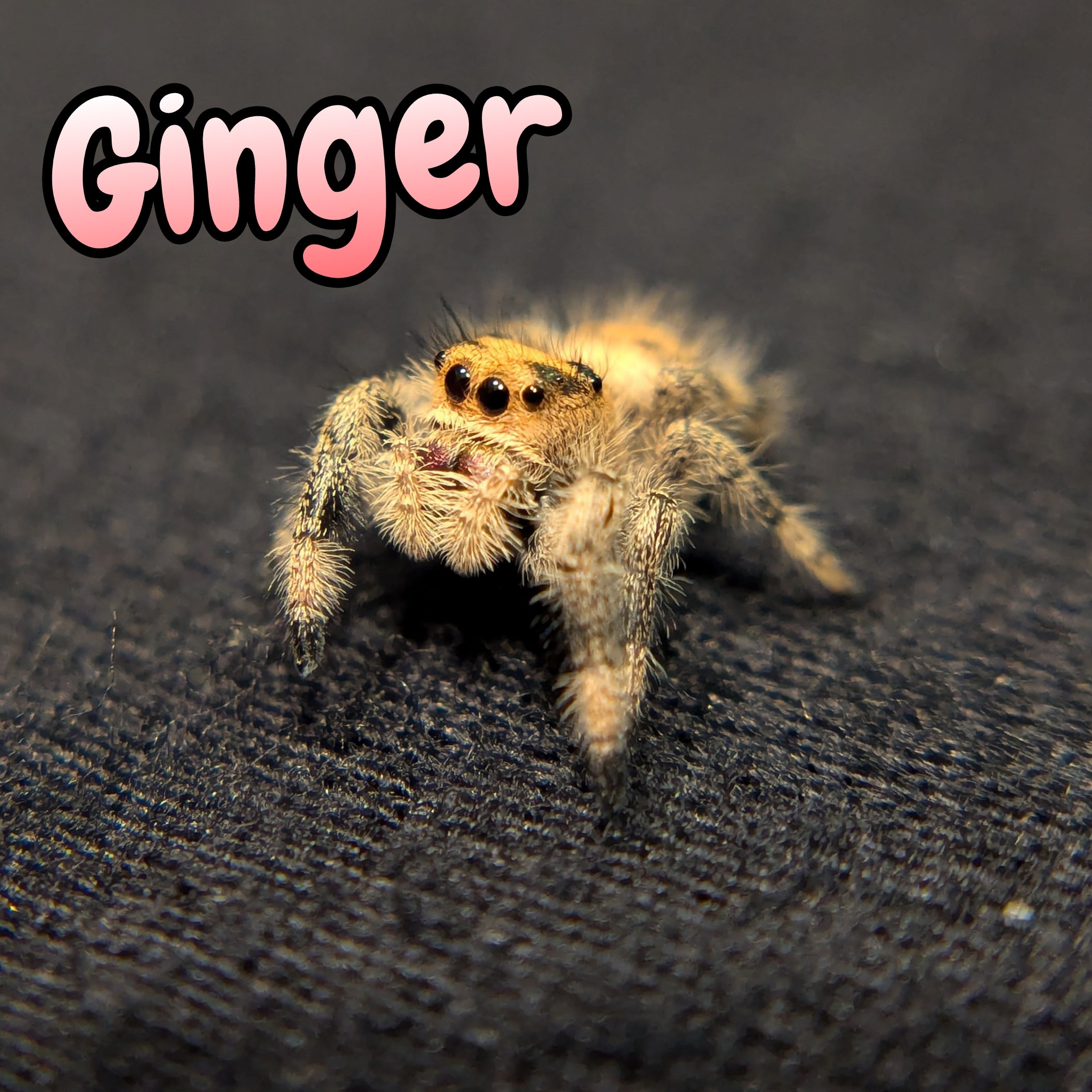 Regal Jumping Spider "Ginger"