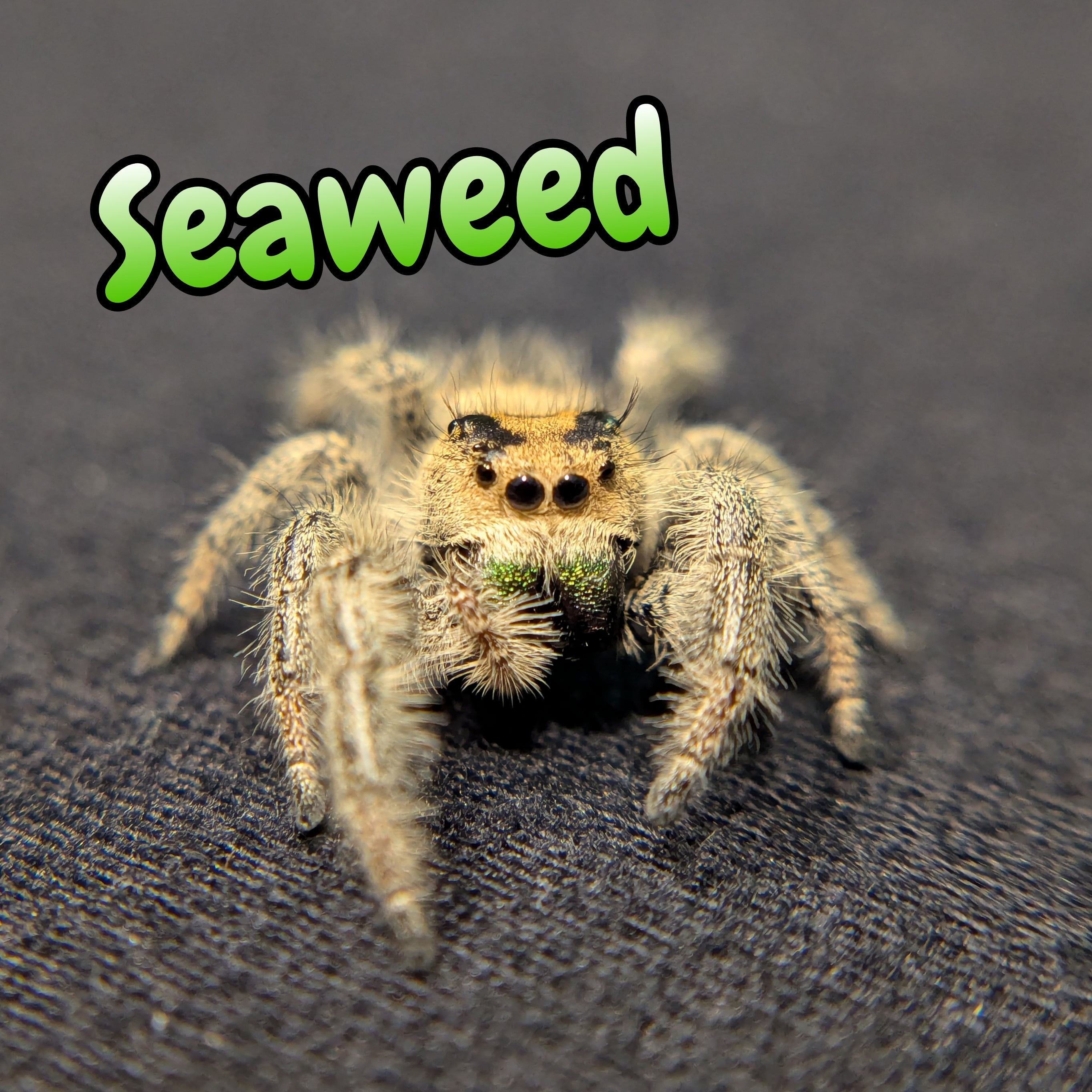 Regal Jumping Spider "Seaweed"