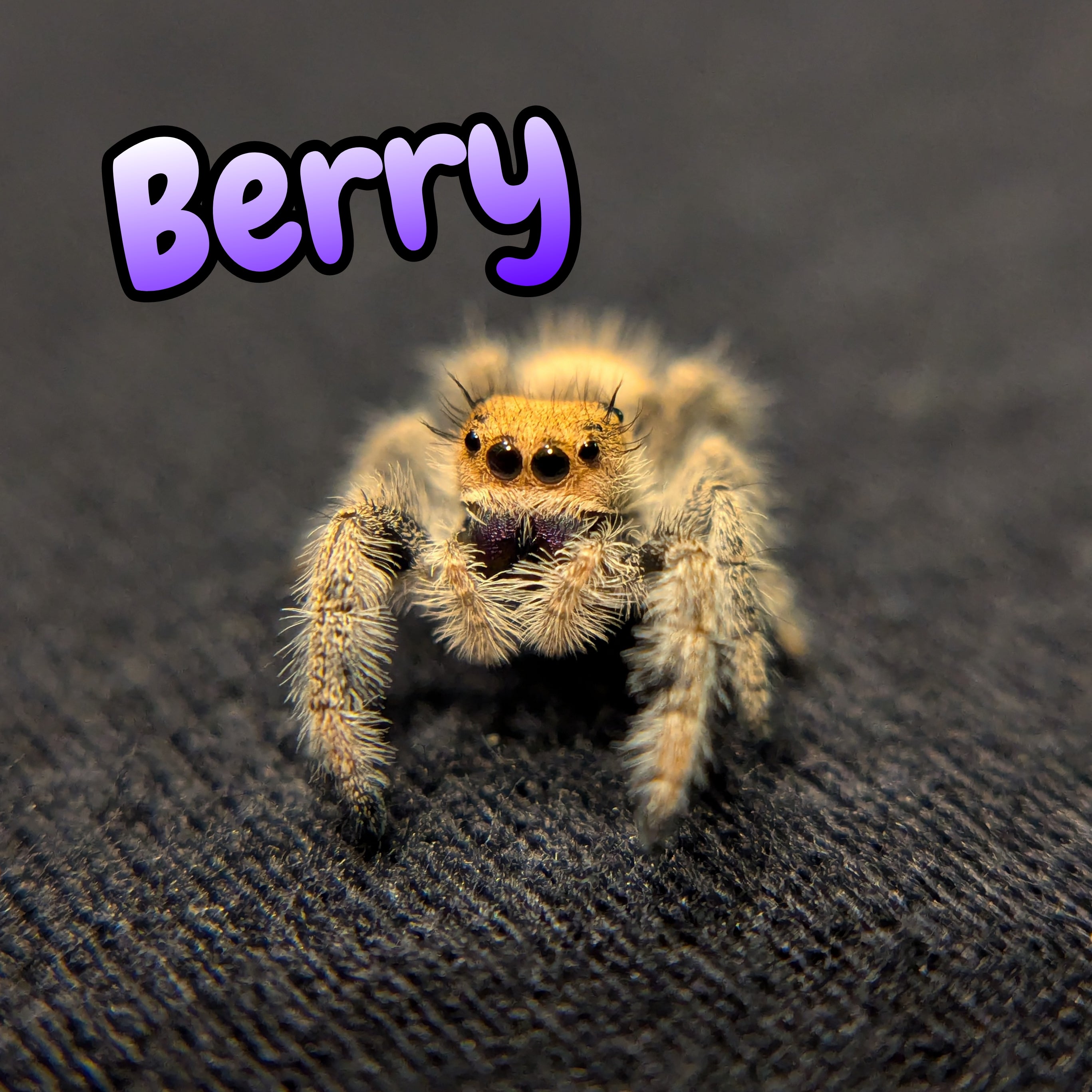 Regal Jumping Spider "Berry"