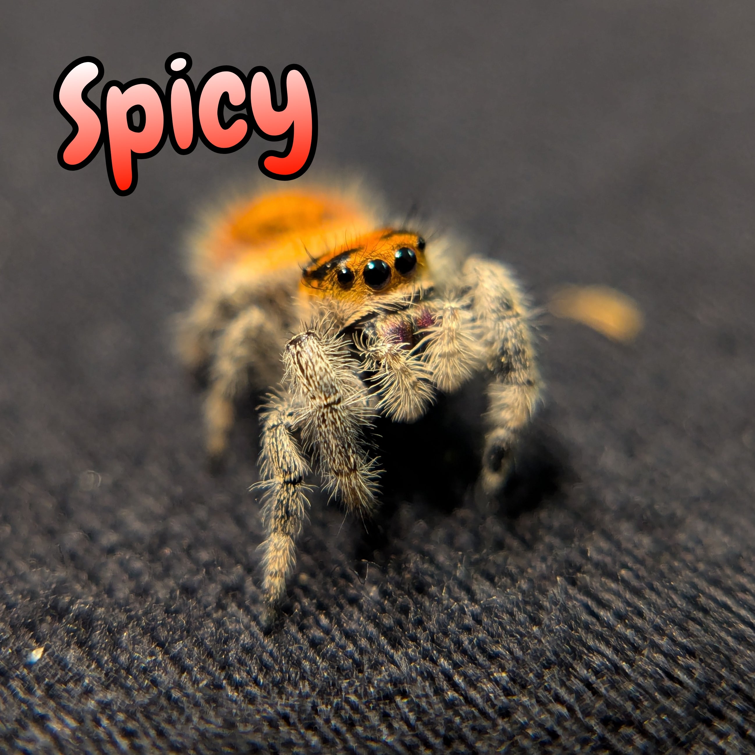 Regal Jumping Spider "Spicy"