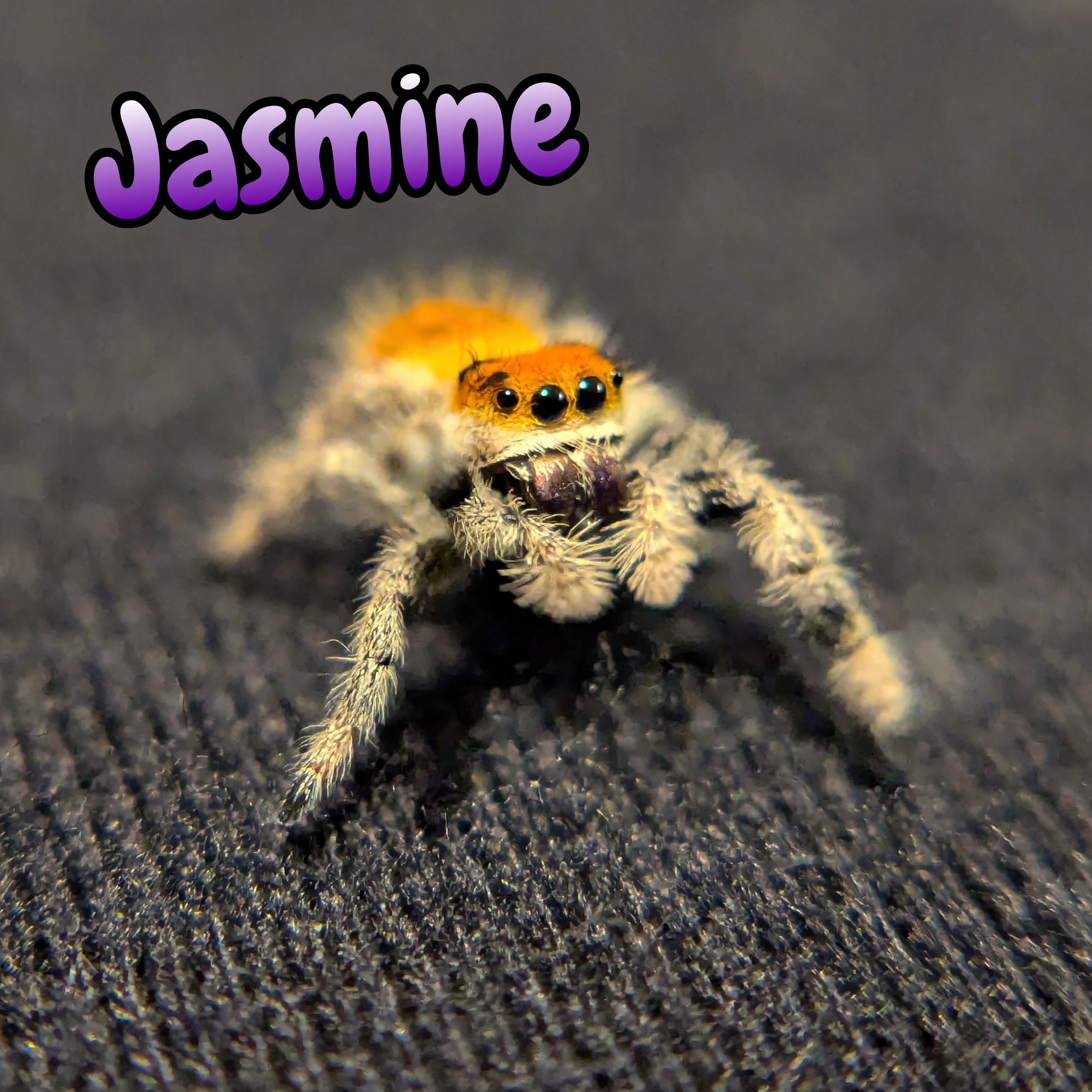 Regal Jumping Spider "Jasmine"