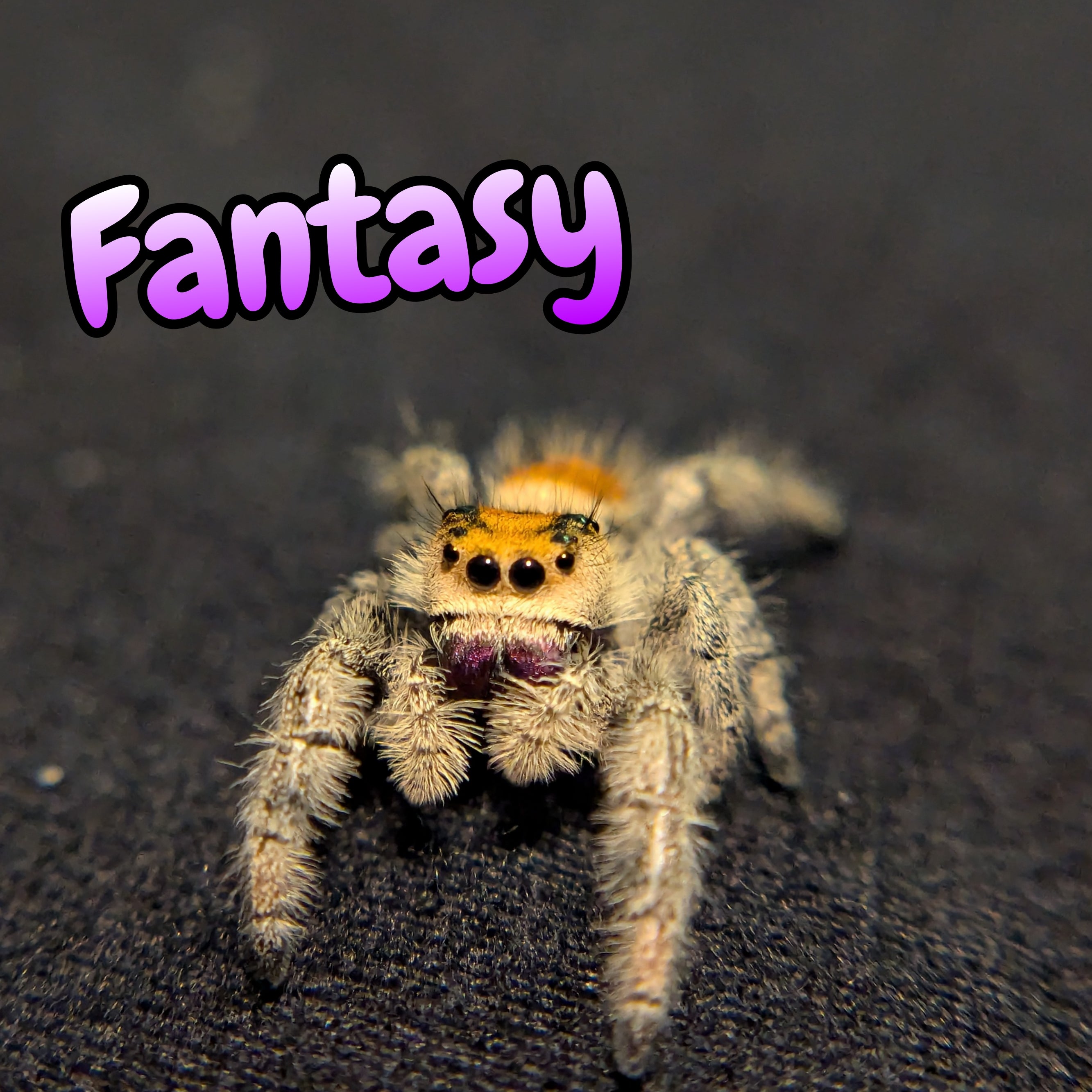 Regal Jumping Spider "Fantasy"