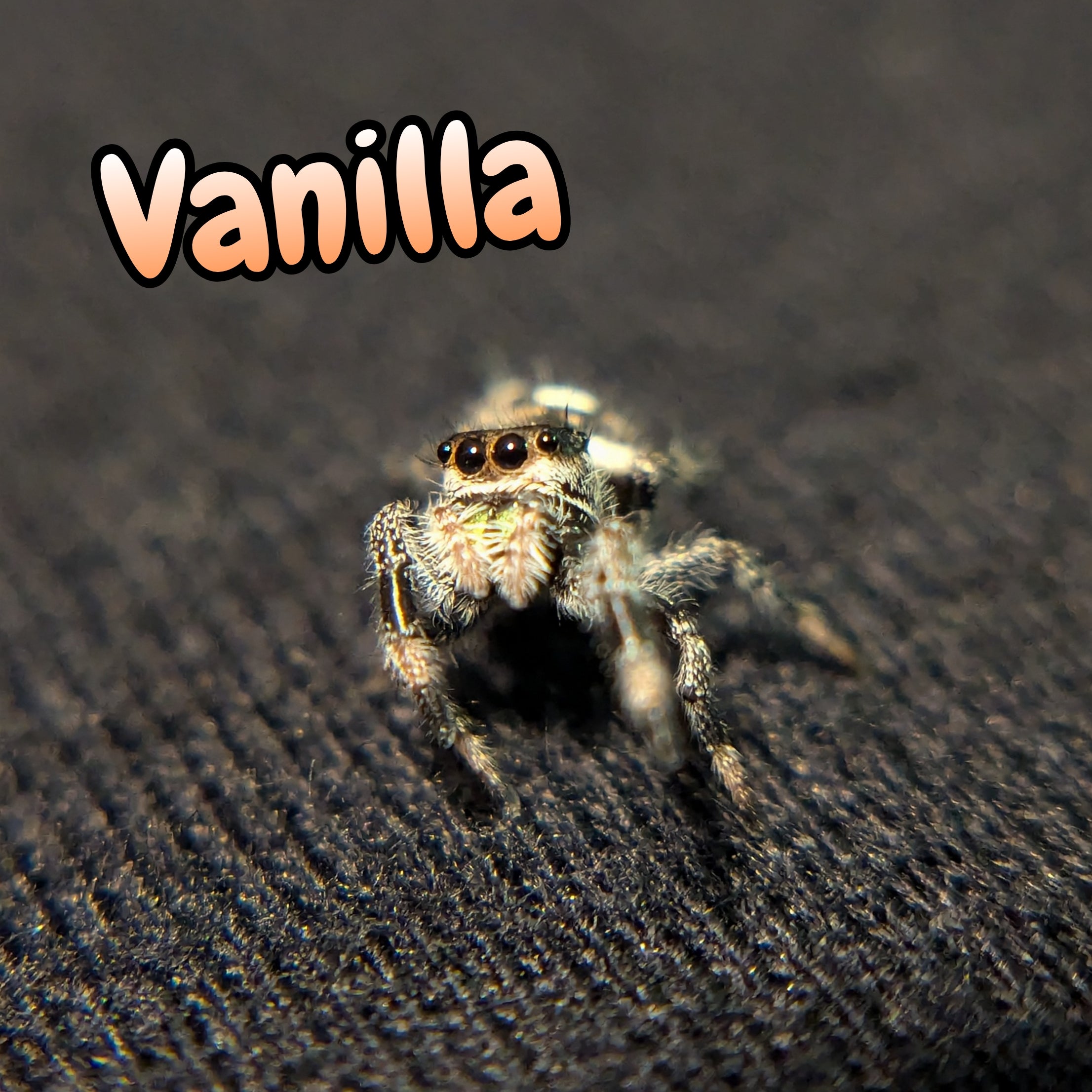 Regal Jumping Spider "Vanilla"