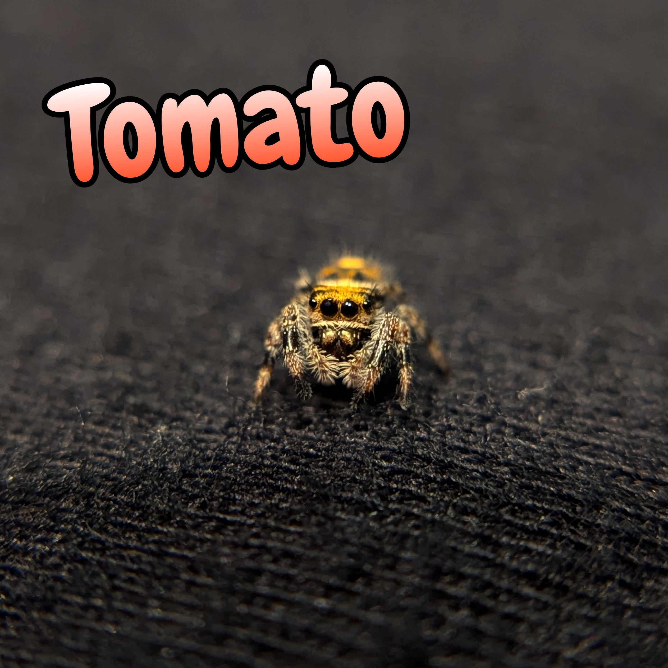 Regal Jumping Spider "Joy"