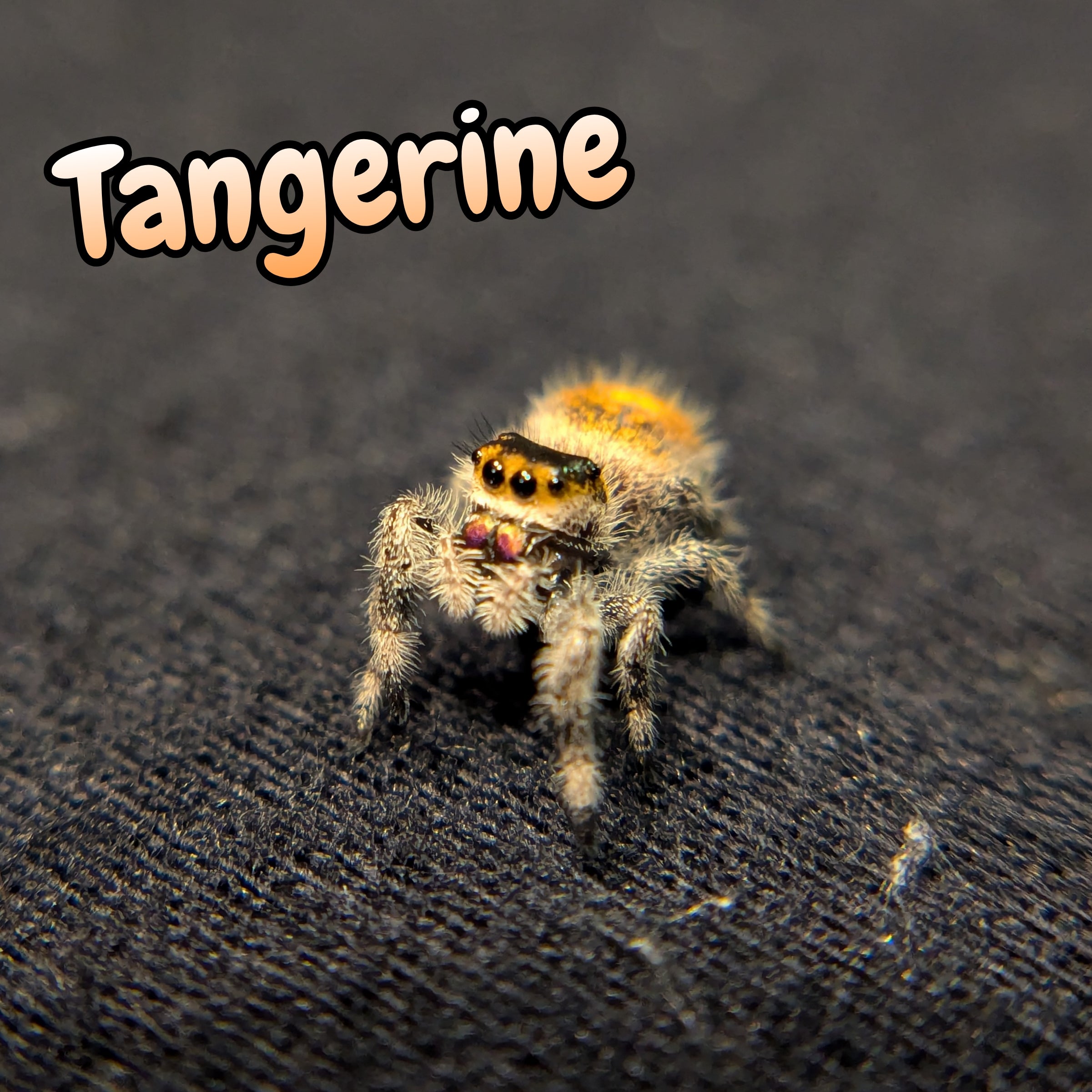 Regal Jumping Spider "Tangerine"