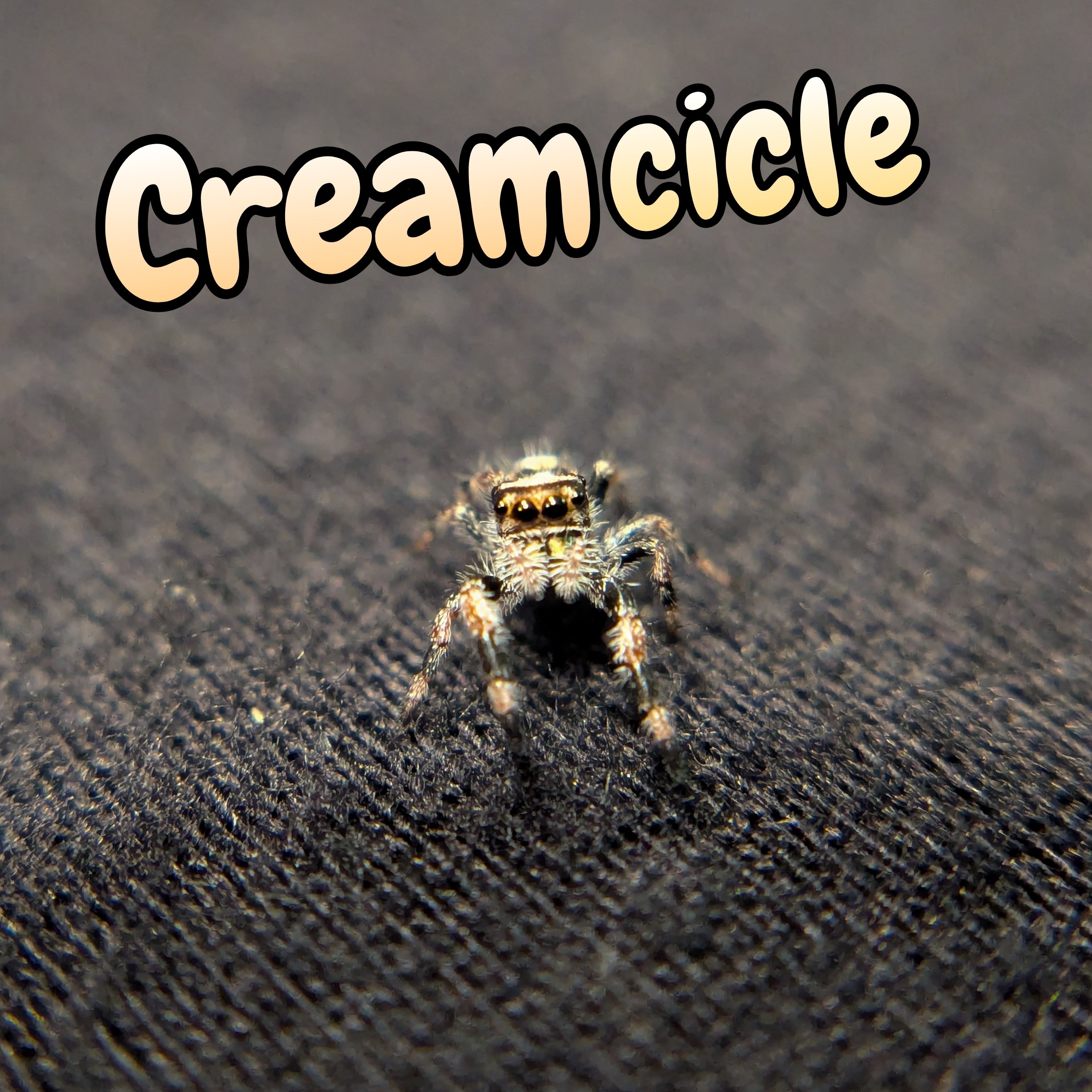 Regal Jumping Spider "Creamcicle"