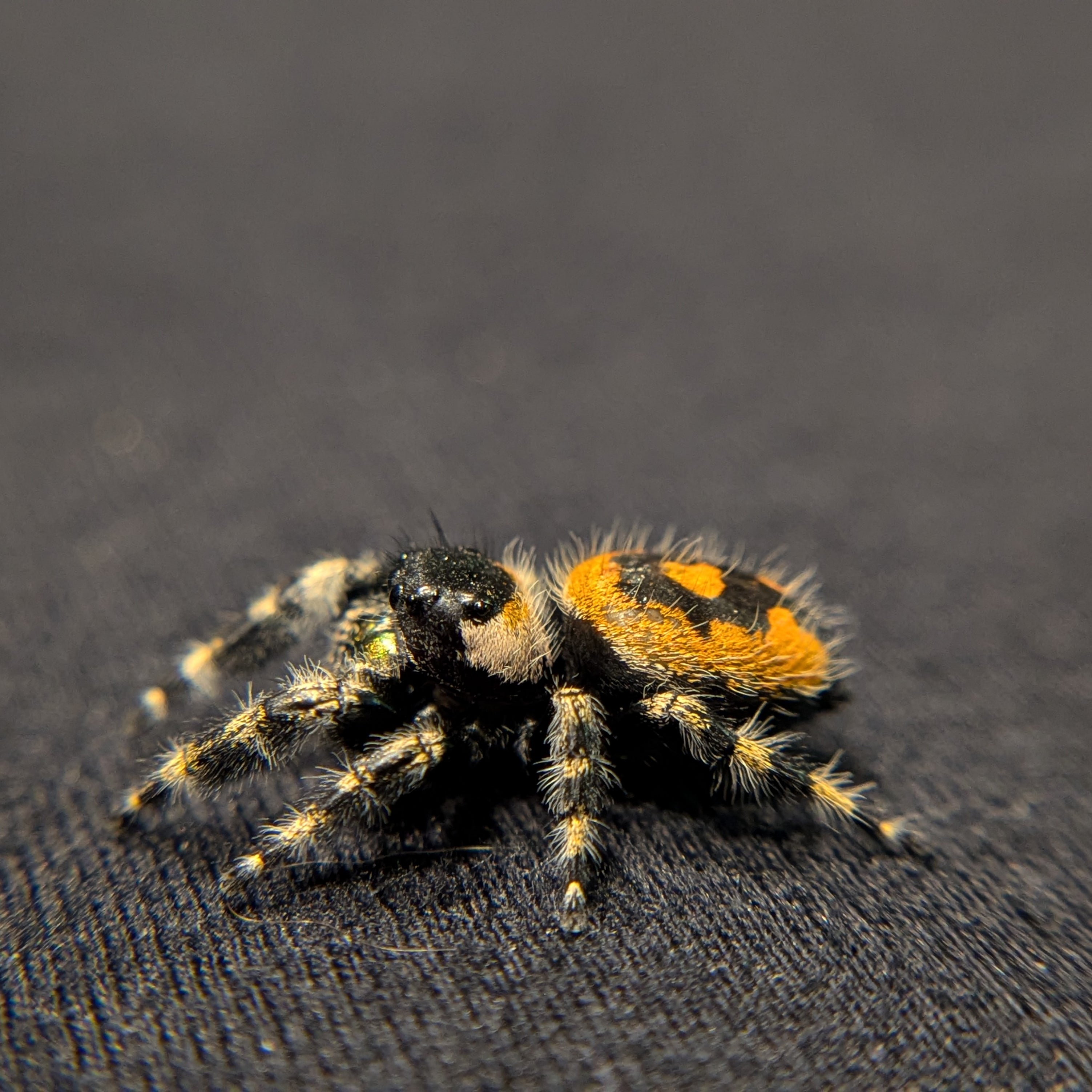 Audax bryantae Jumping Spider (High Color)