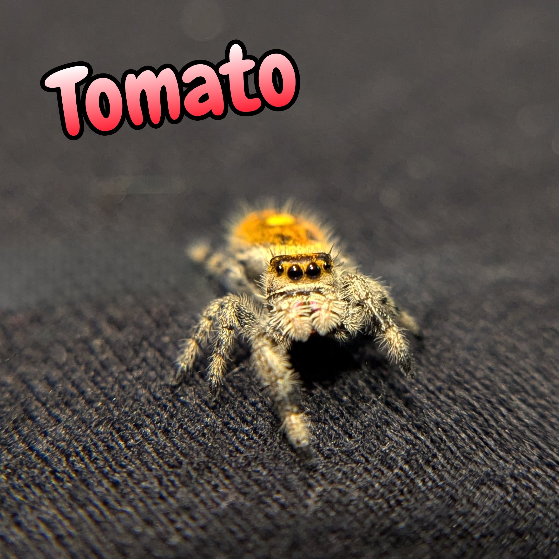 Regal Jumping Spider "Tomato"