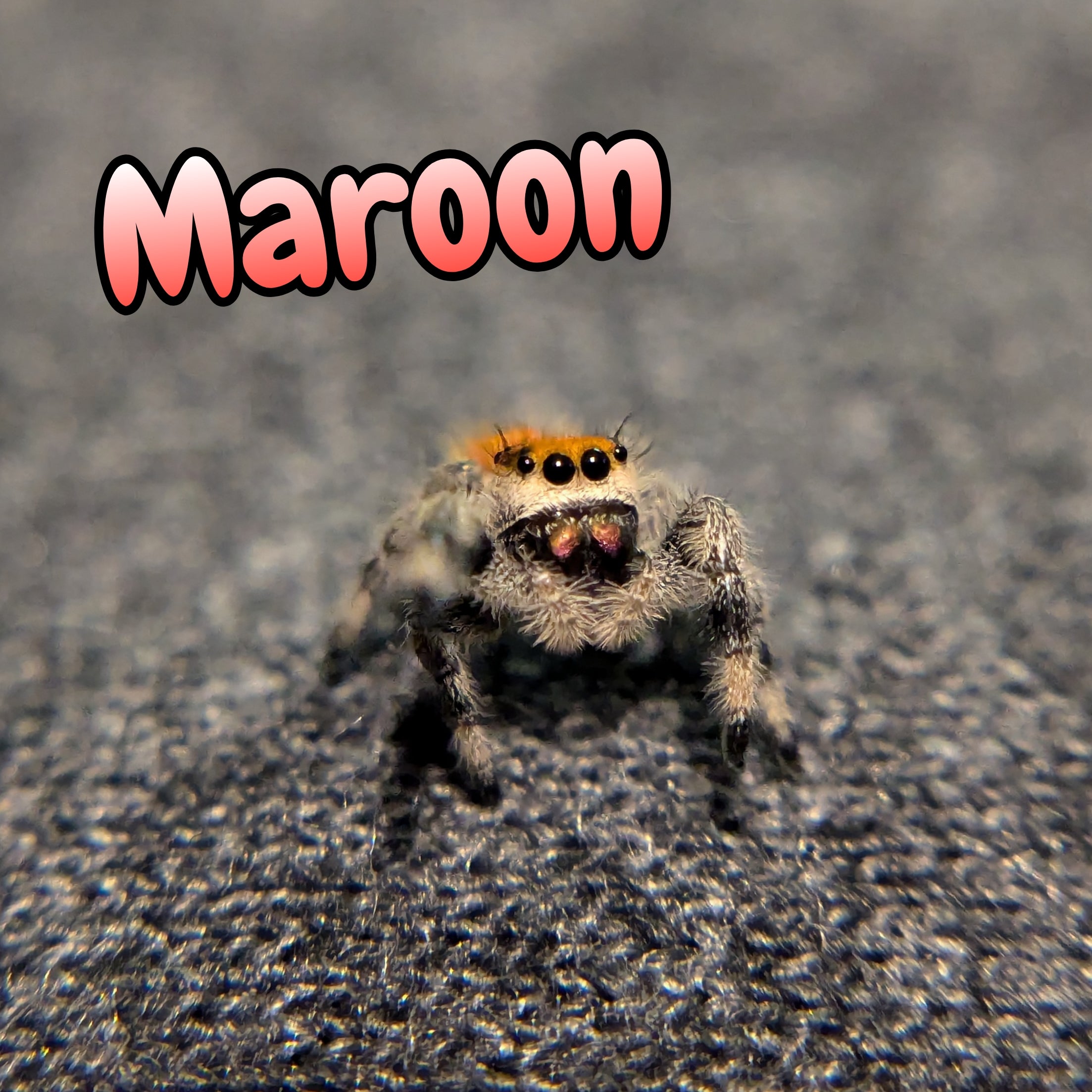 Regal Jumping Spider "Maroon"