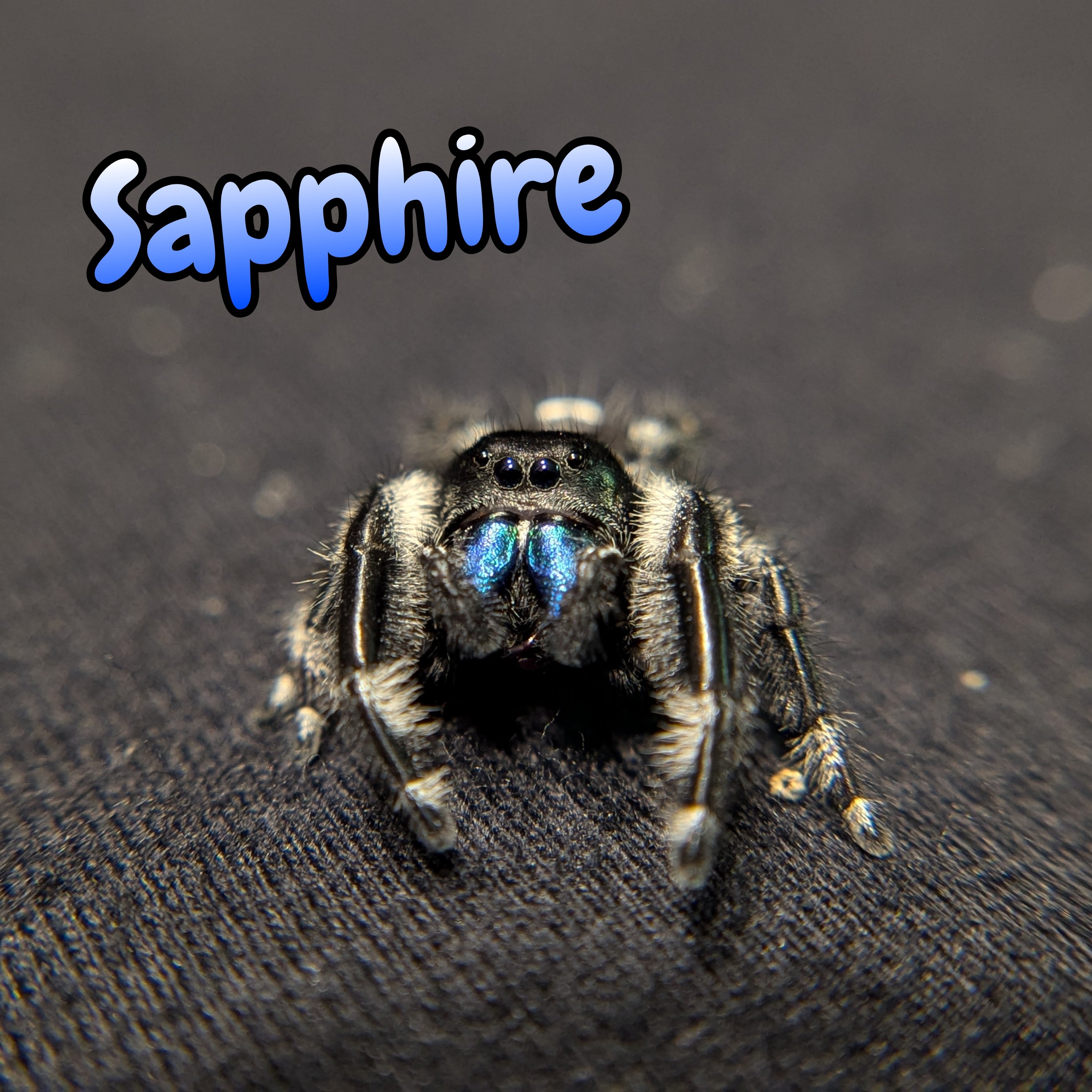 Regal Jumping Spider "Sapphire" (Rare)