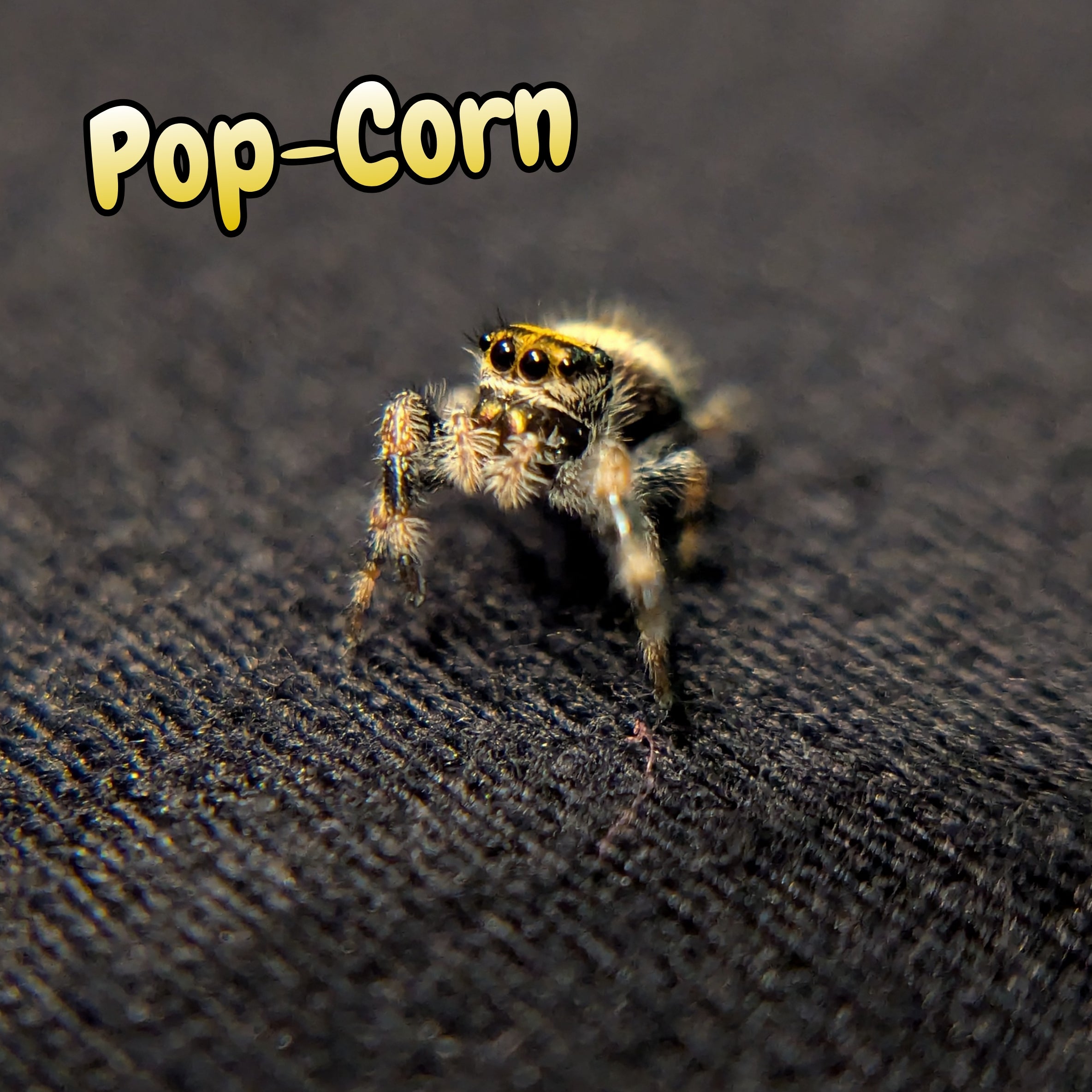 Regal Jumping Spider "Pop-Corn"