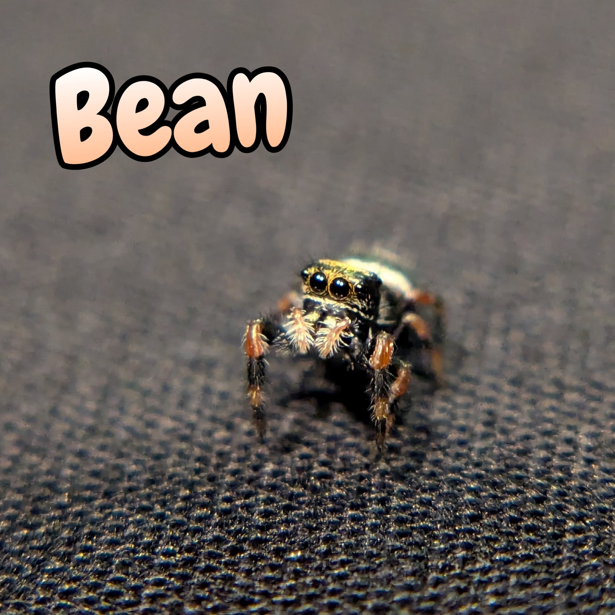 Regal Jumping Spider "Bean"