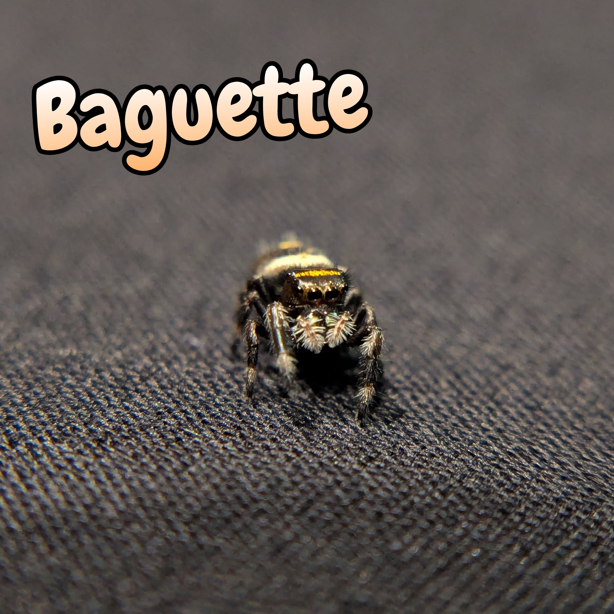 Regal Jumping Spider "Baguette"