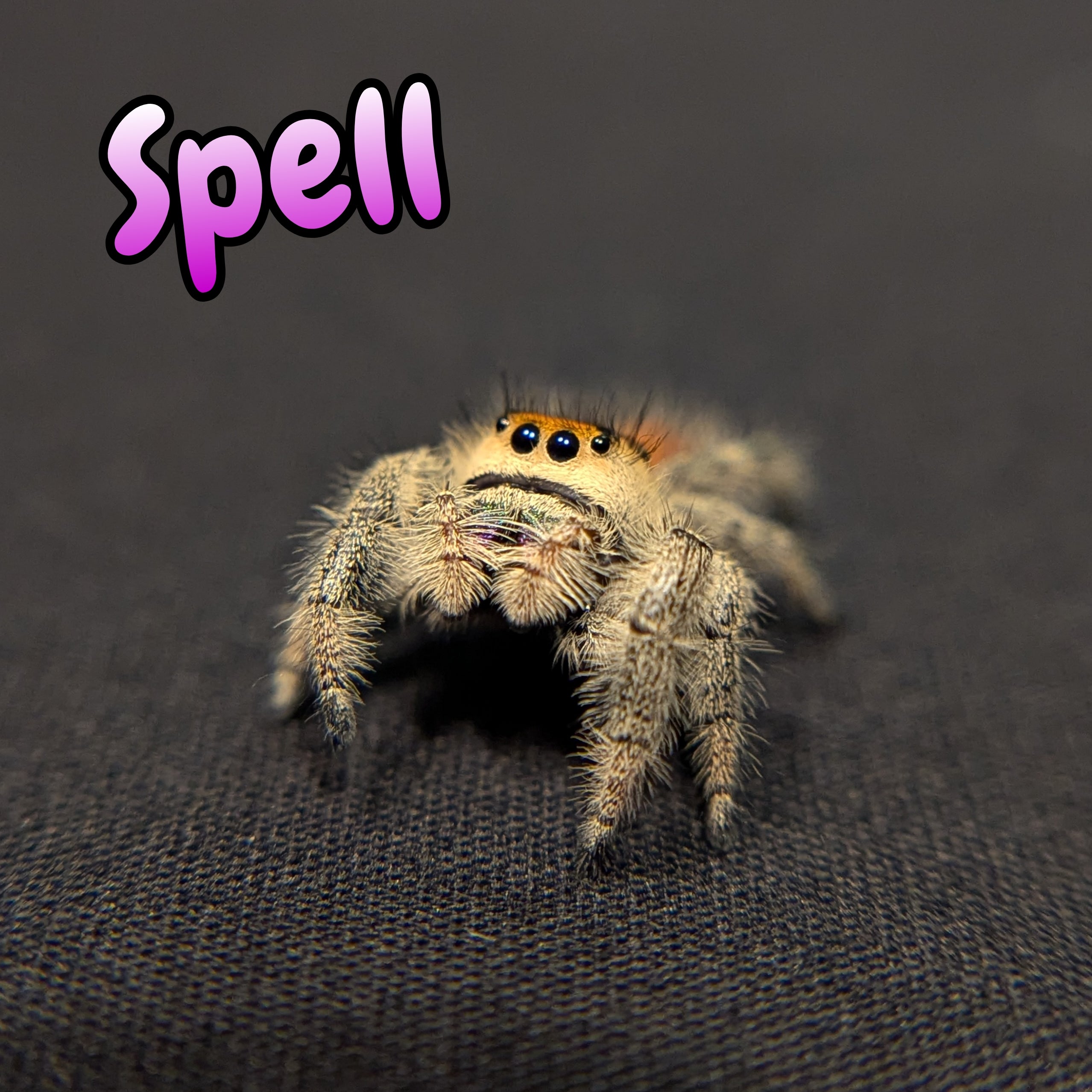 Regal Jumping Spider "Spell"