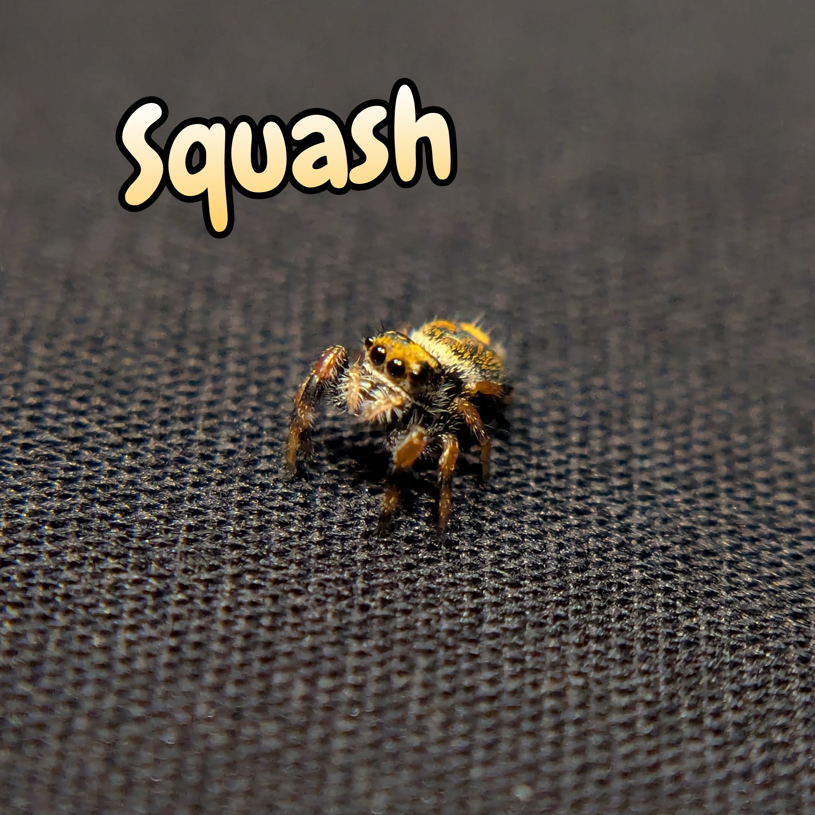 Regal Jumping Spider "Squash"