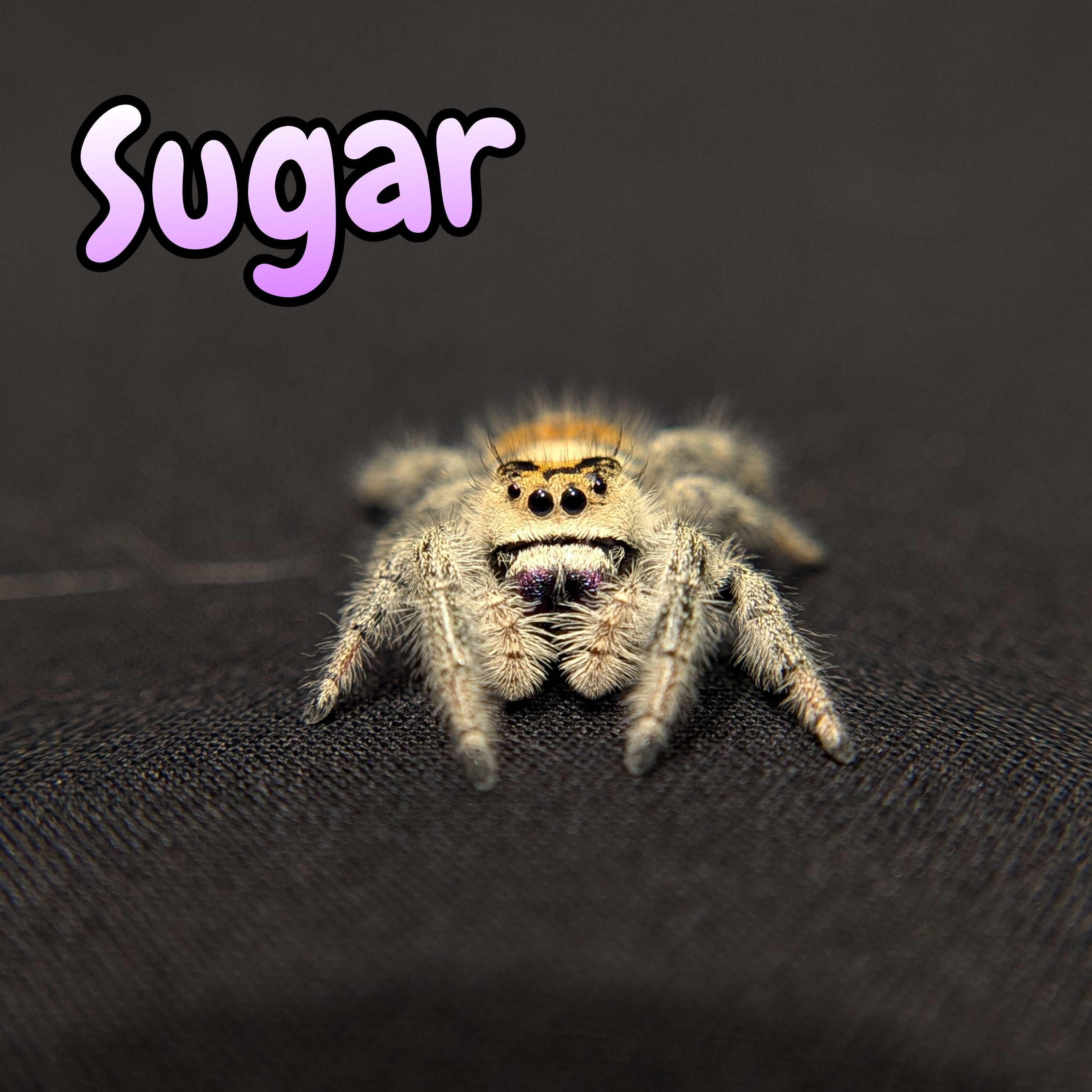 Regal Jumping Spider "Sugar"