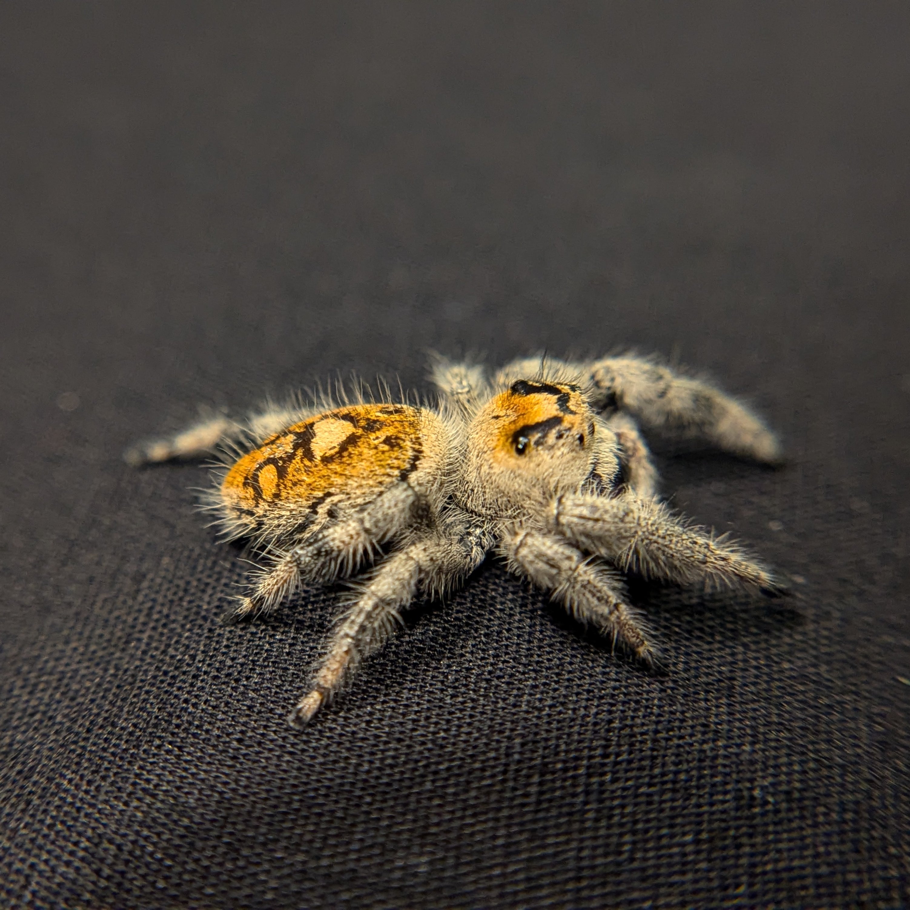 Regal Jumping Spider "Sugar"