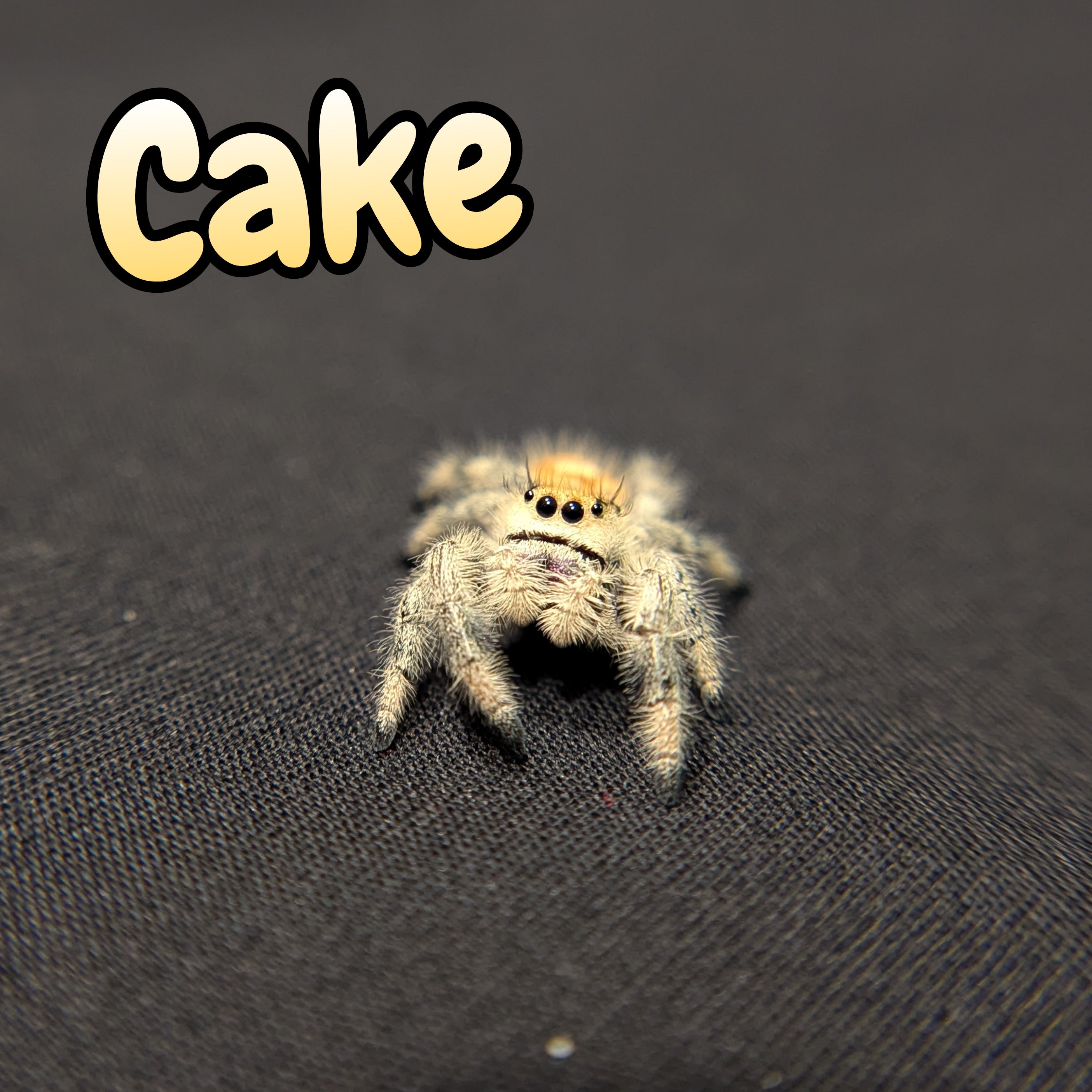 Regal Jumping Spider "Cake"